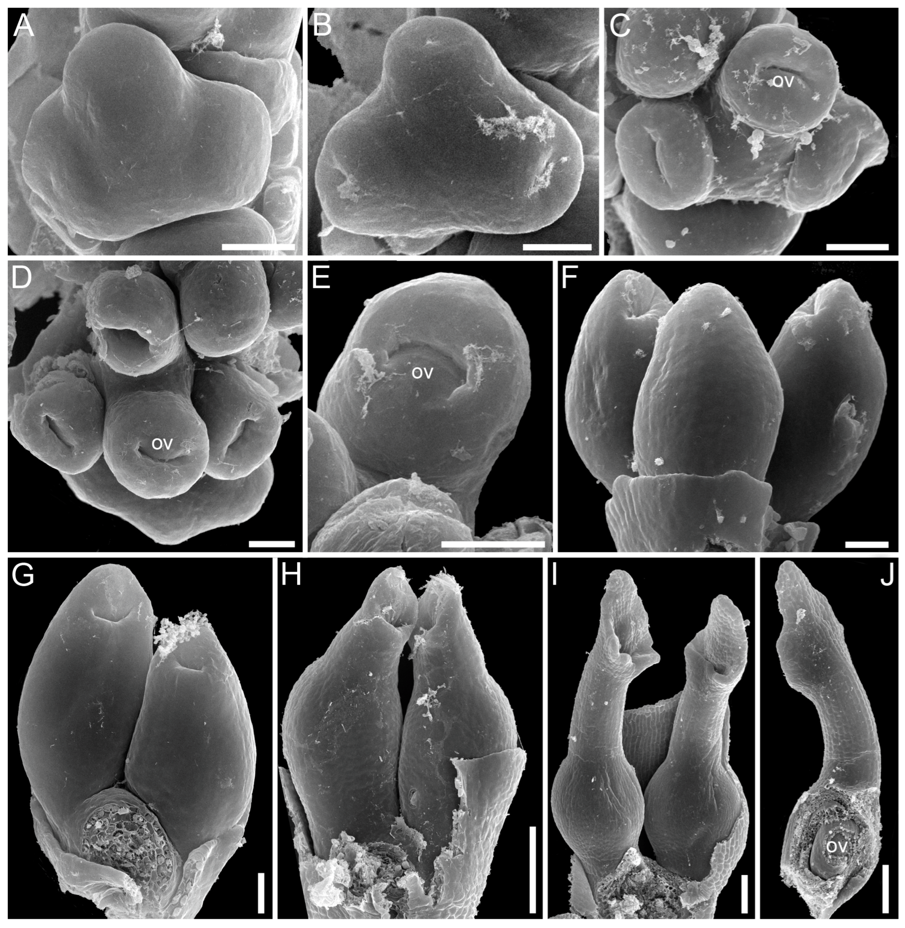 Plants 12 04138 g008 Plants 12 04138 g008