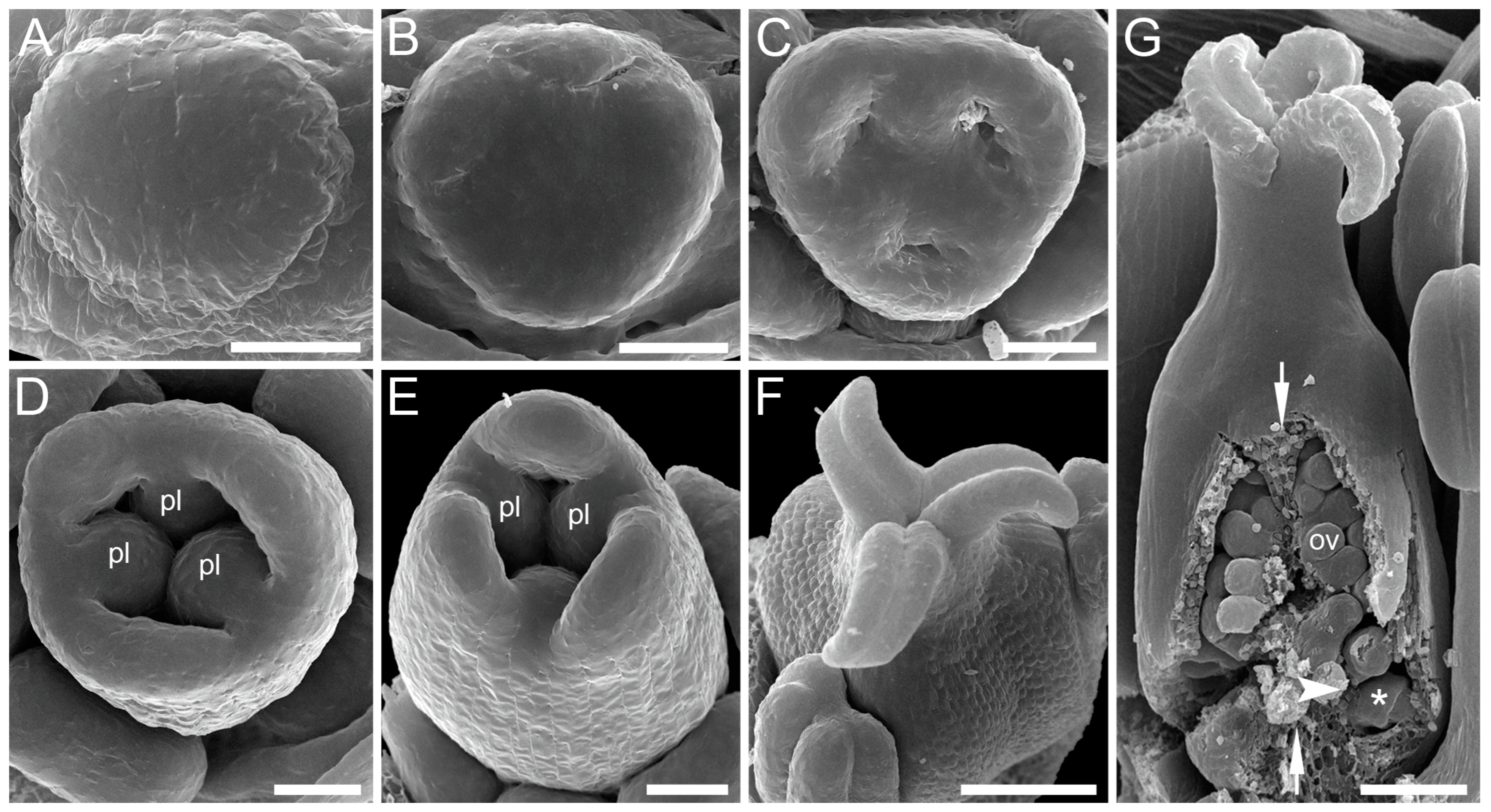 Plants 12 04138 g009 Plants 12 04138 g009