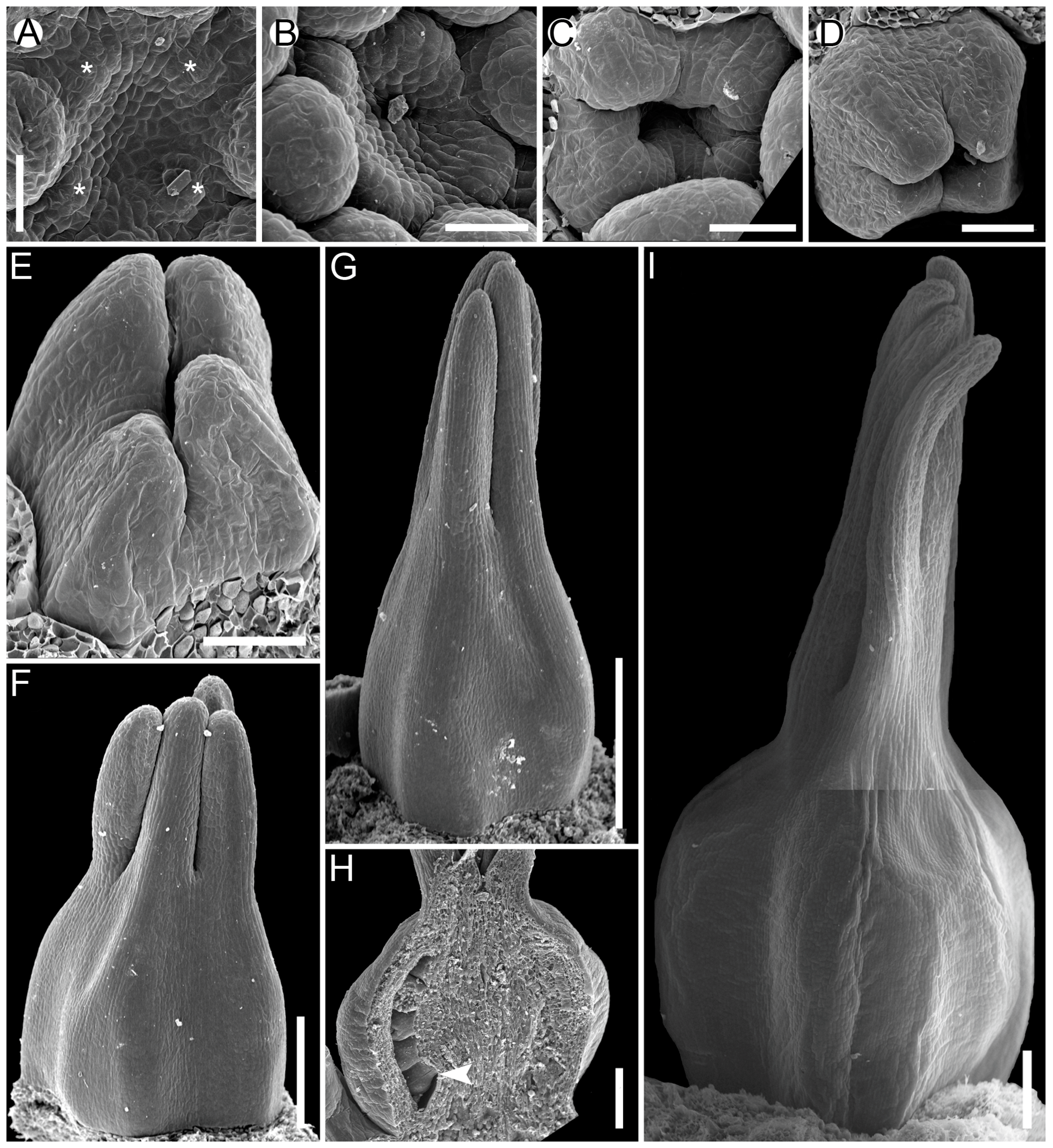 Plants 12 04138 g010 Plants 12 04138 g010