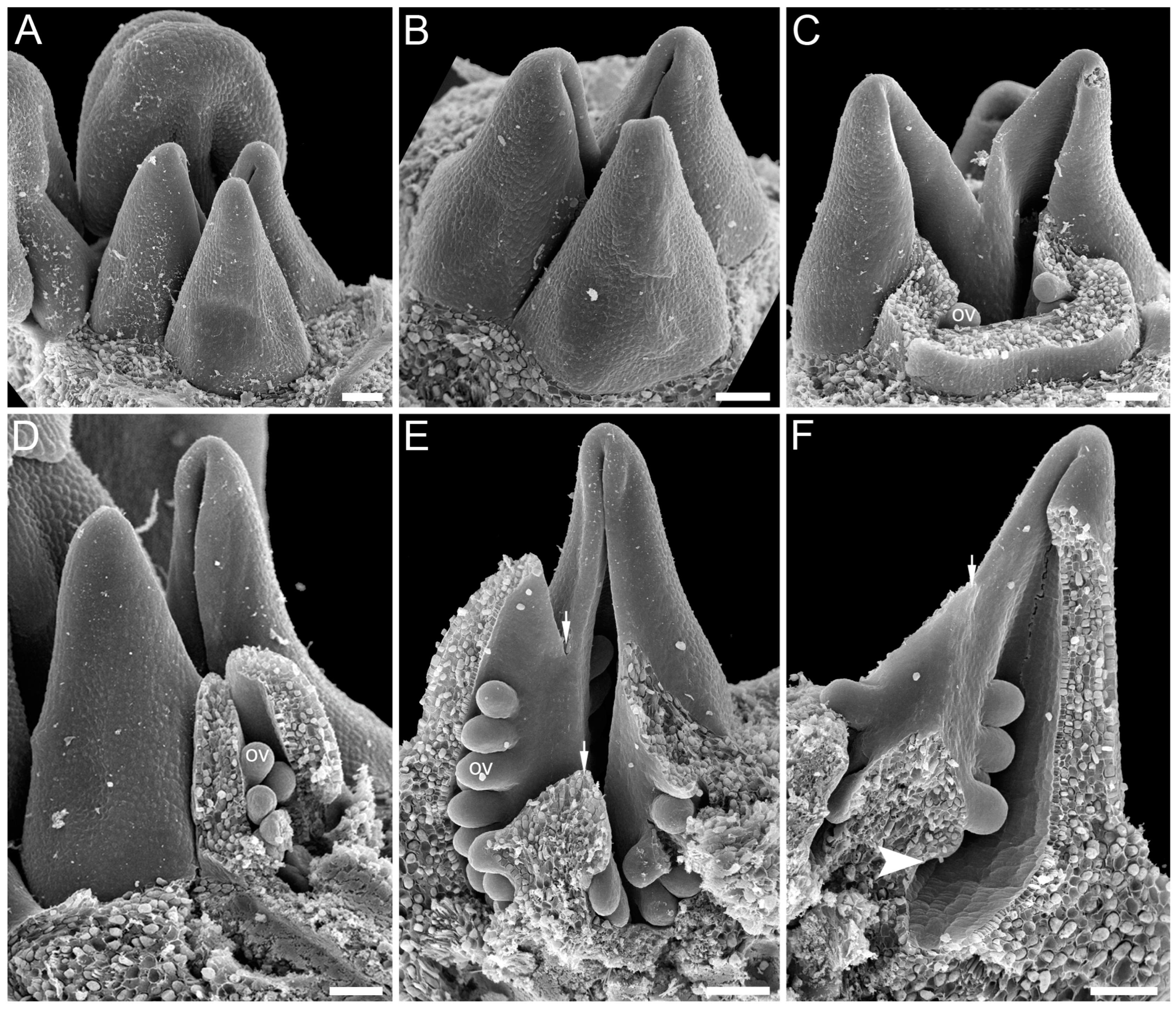 Plants 12 04138 g011 Plants 12 04138 g011