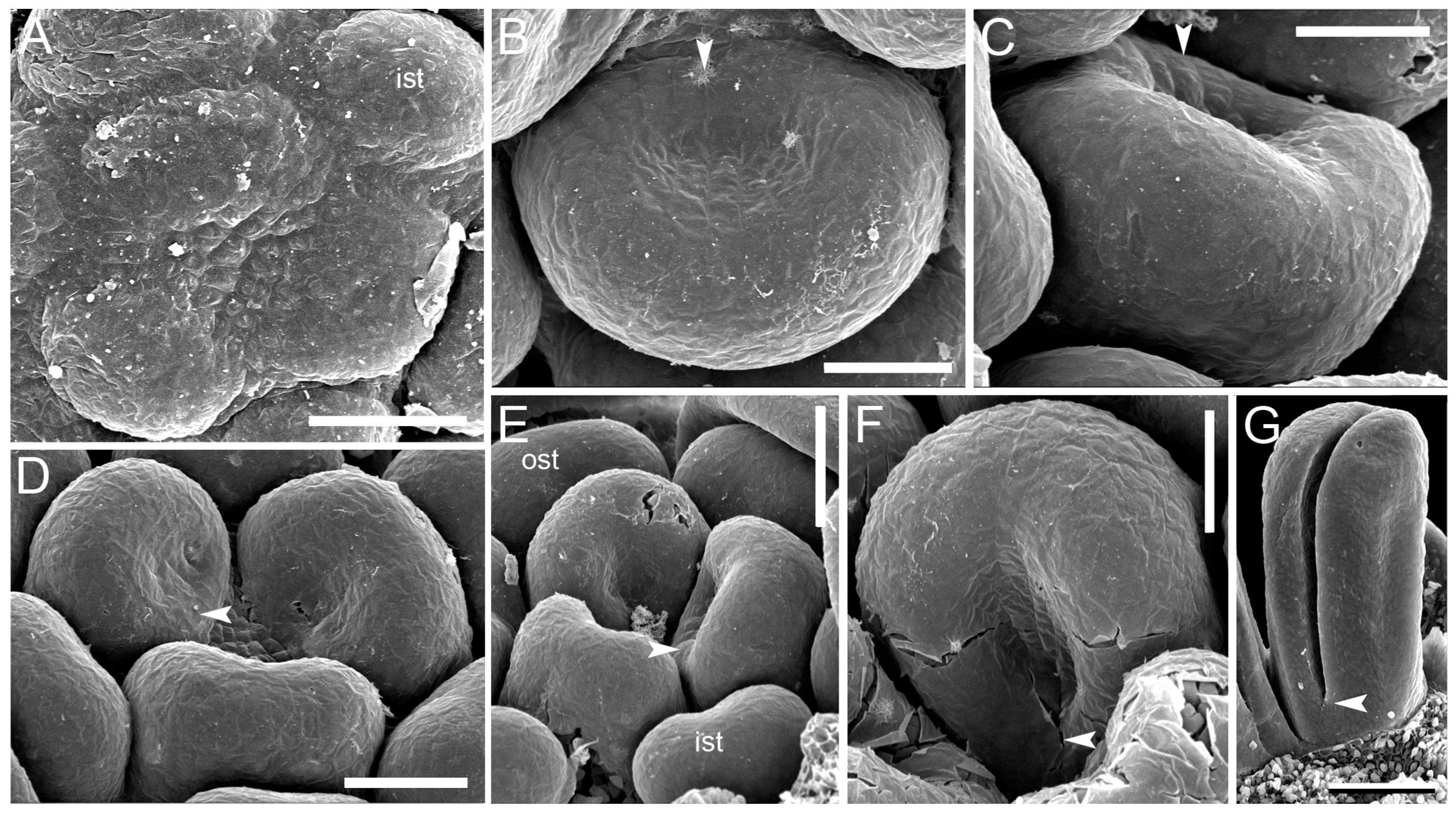 Plants 12 04138 g012 Plants 12 04138 g012