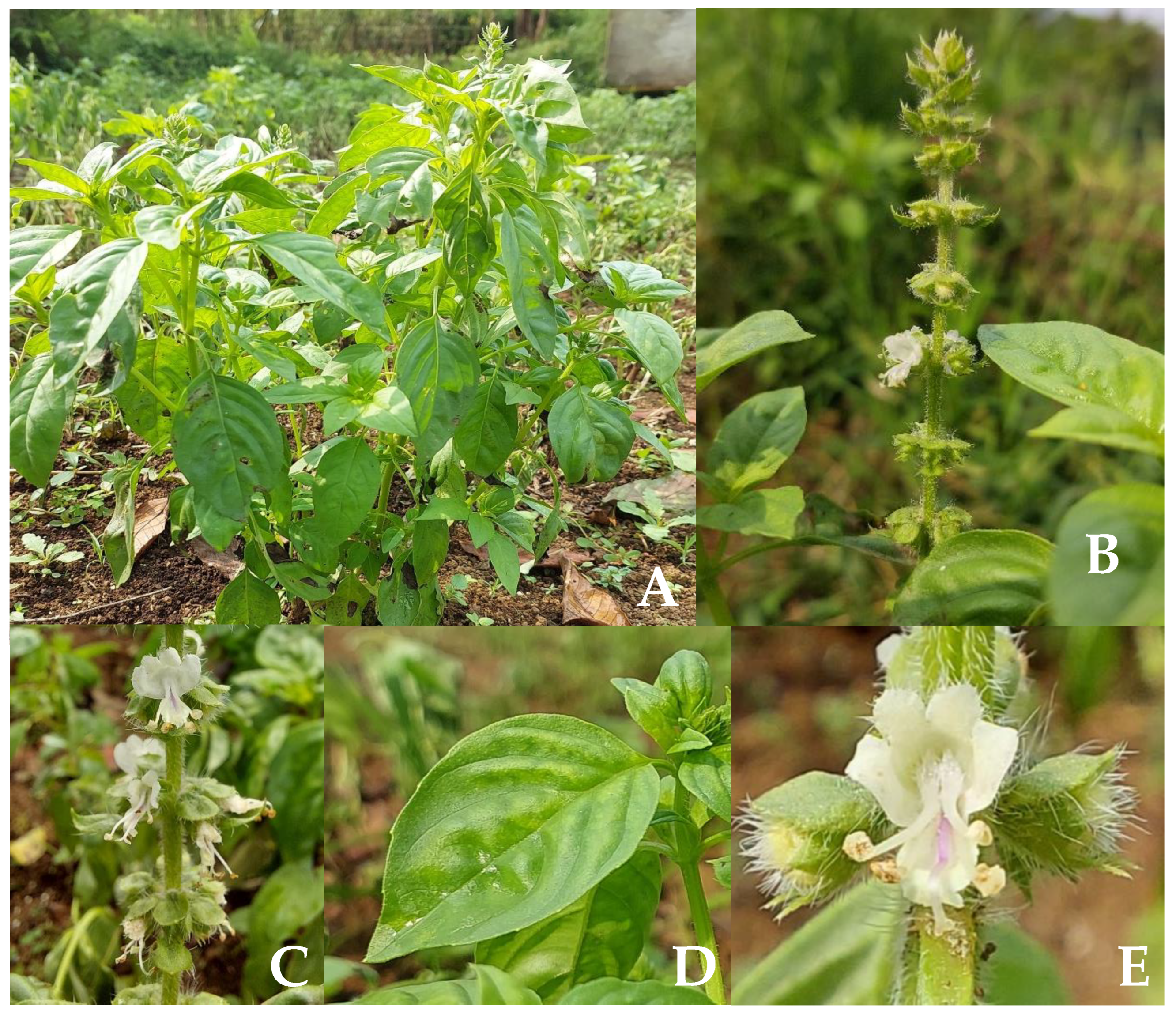 Plants 12 04148 g001 Plants 12 04148 g001