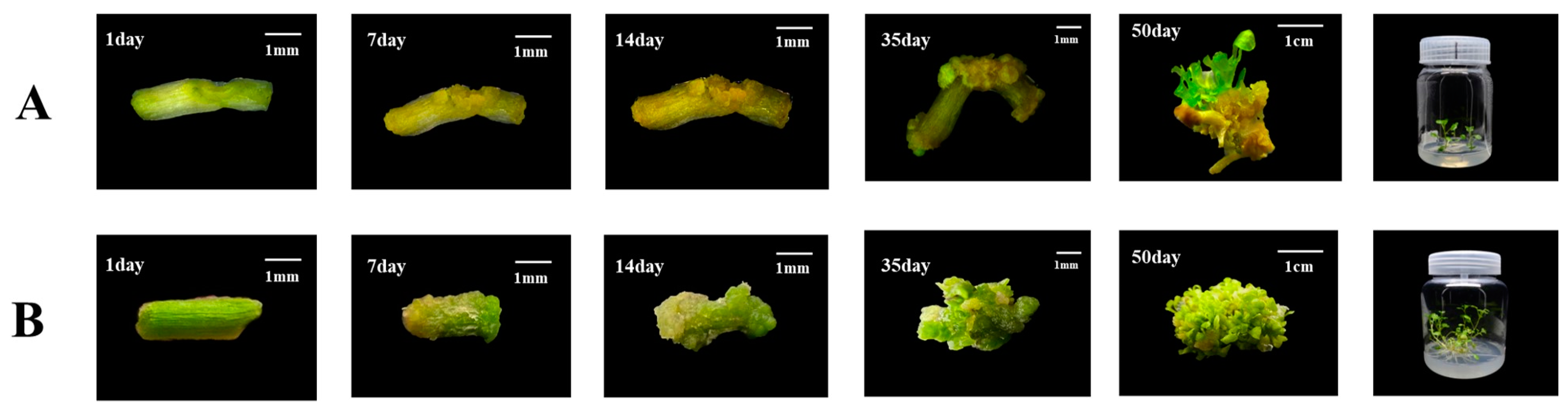 Plants 12 04149 g004