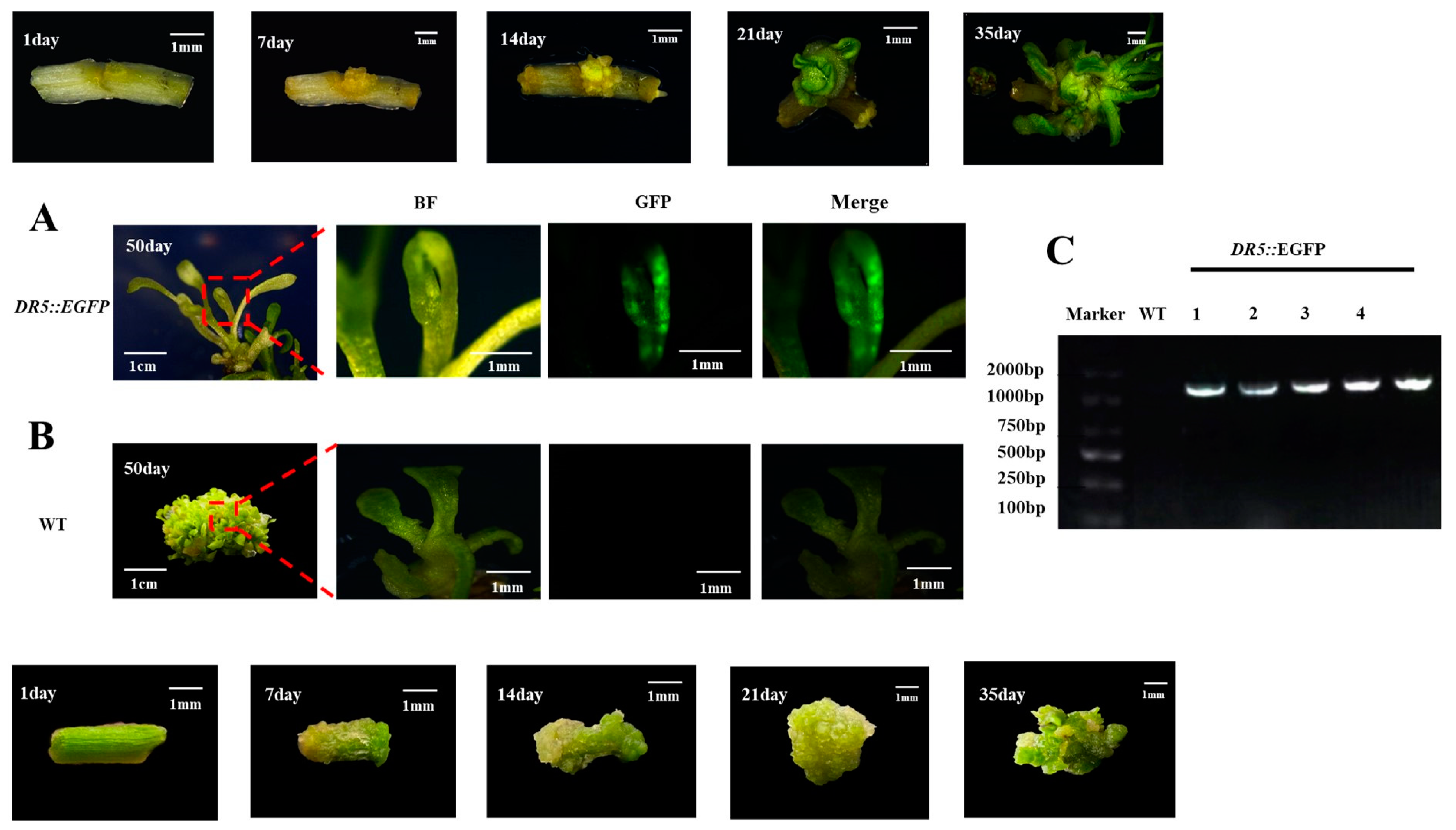 Plants 12 04149 g007