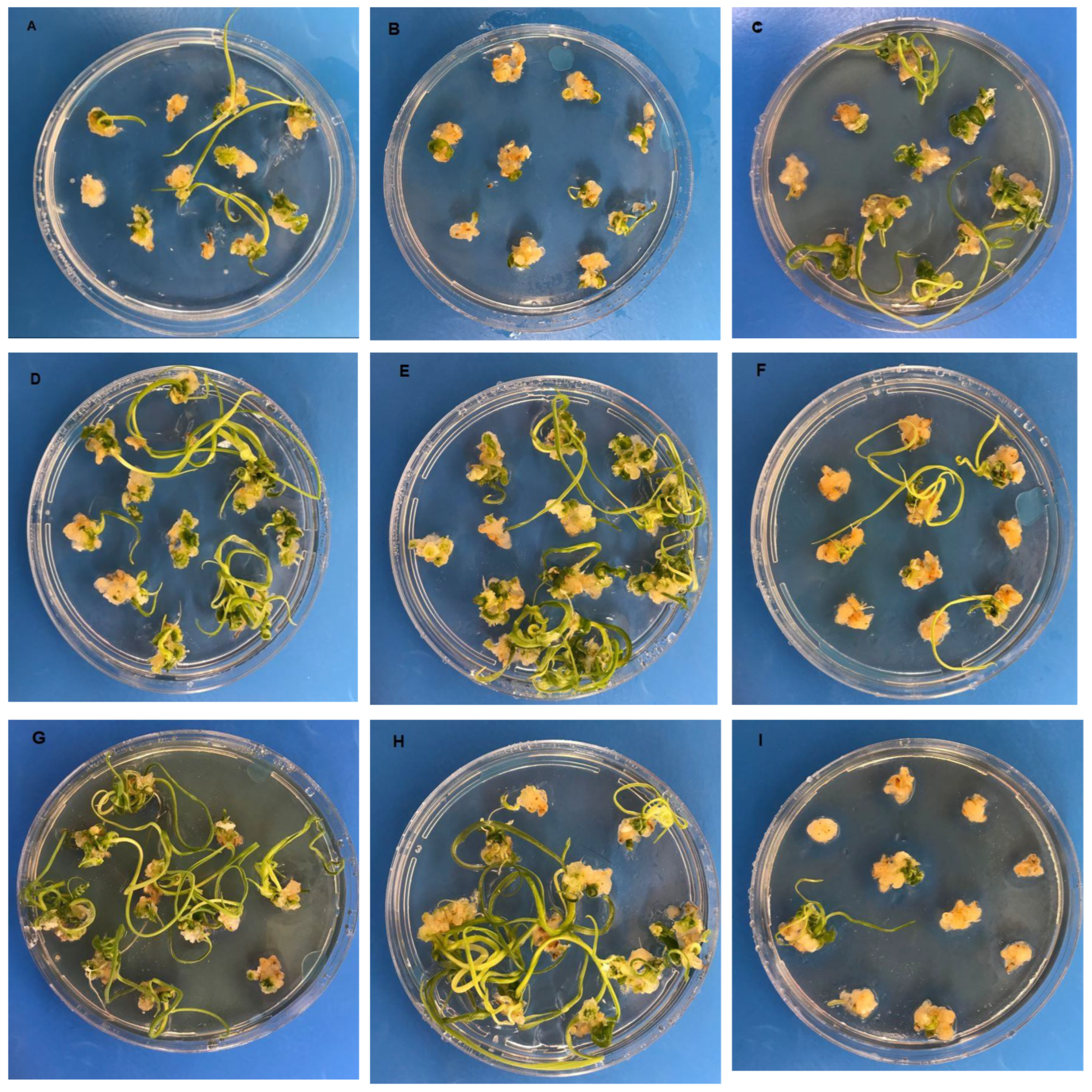 Plants 12 04151 g002