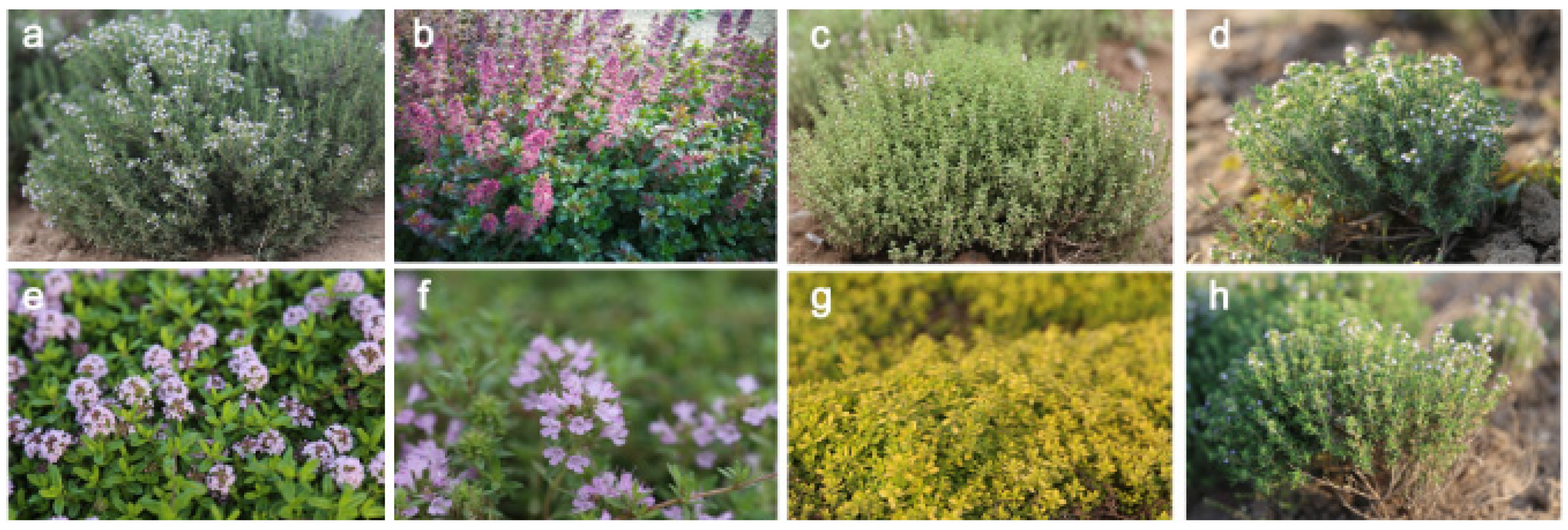 Plants Free FullText Chemical Compositions of Essential Oil