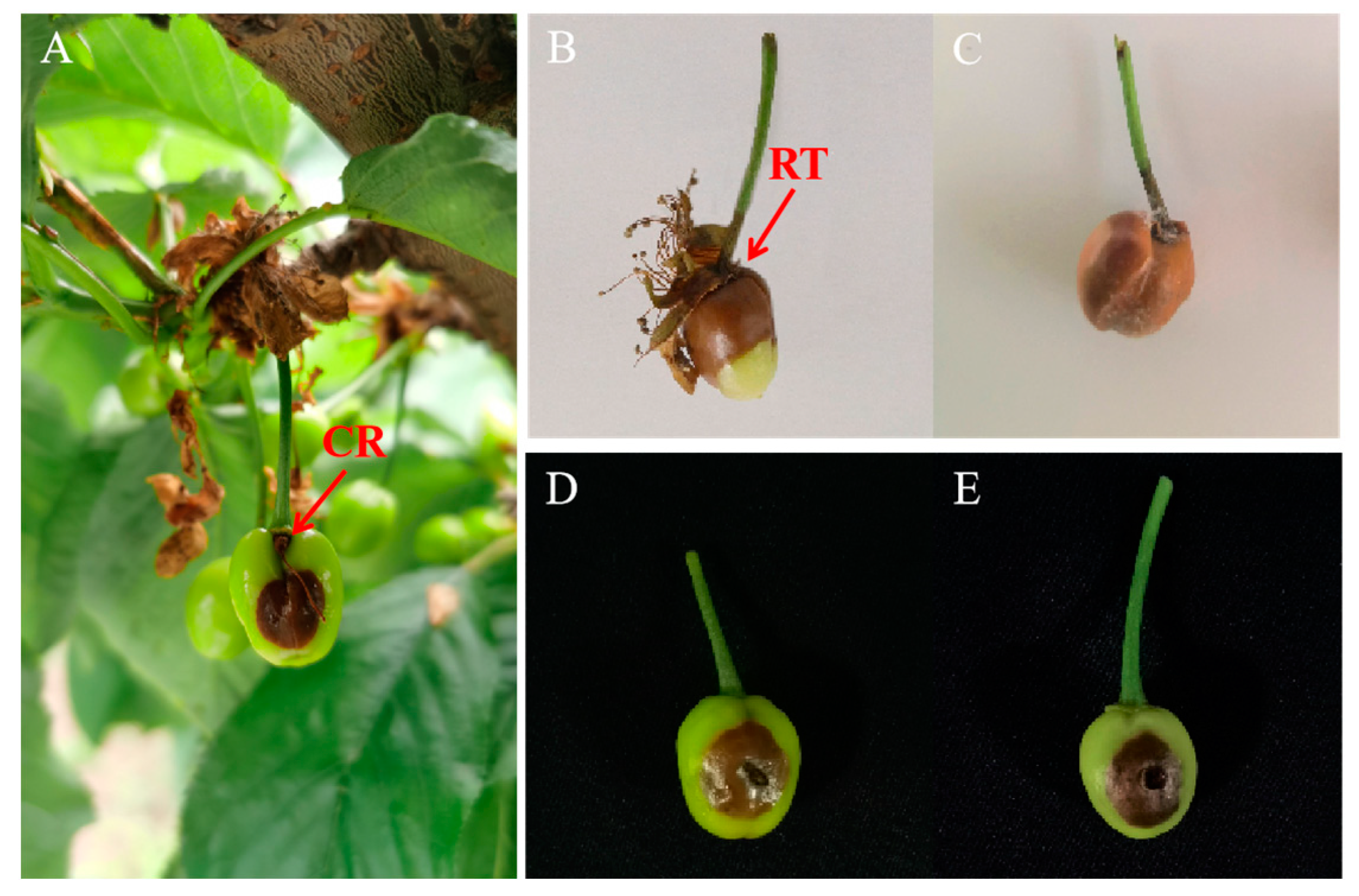 Plants 12 04165 g001 Plants 12 04165 g001