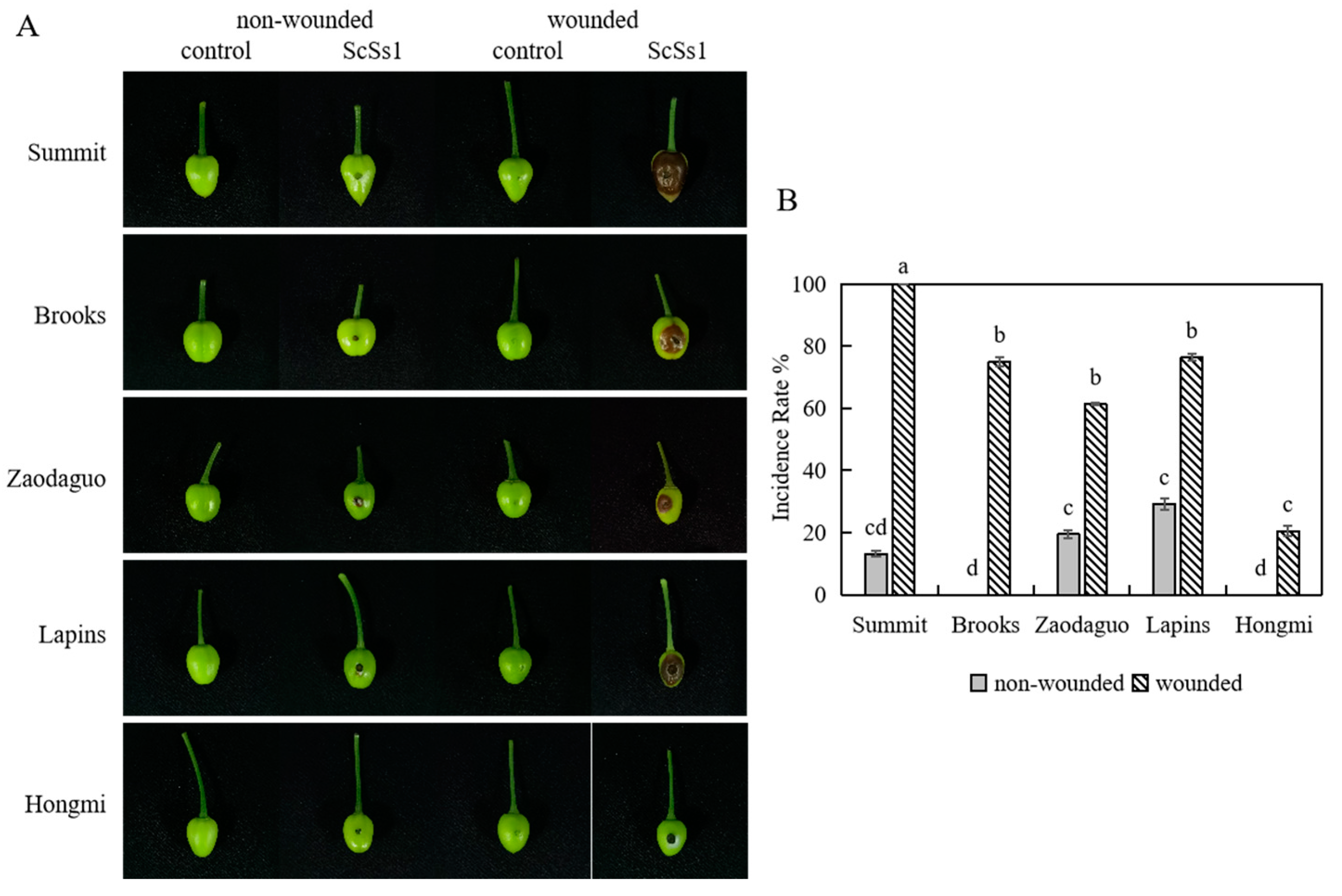 Plants 12 04165 g004 Plants 12 04165 g004