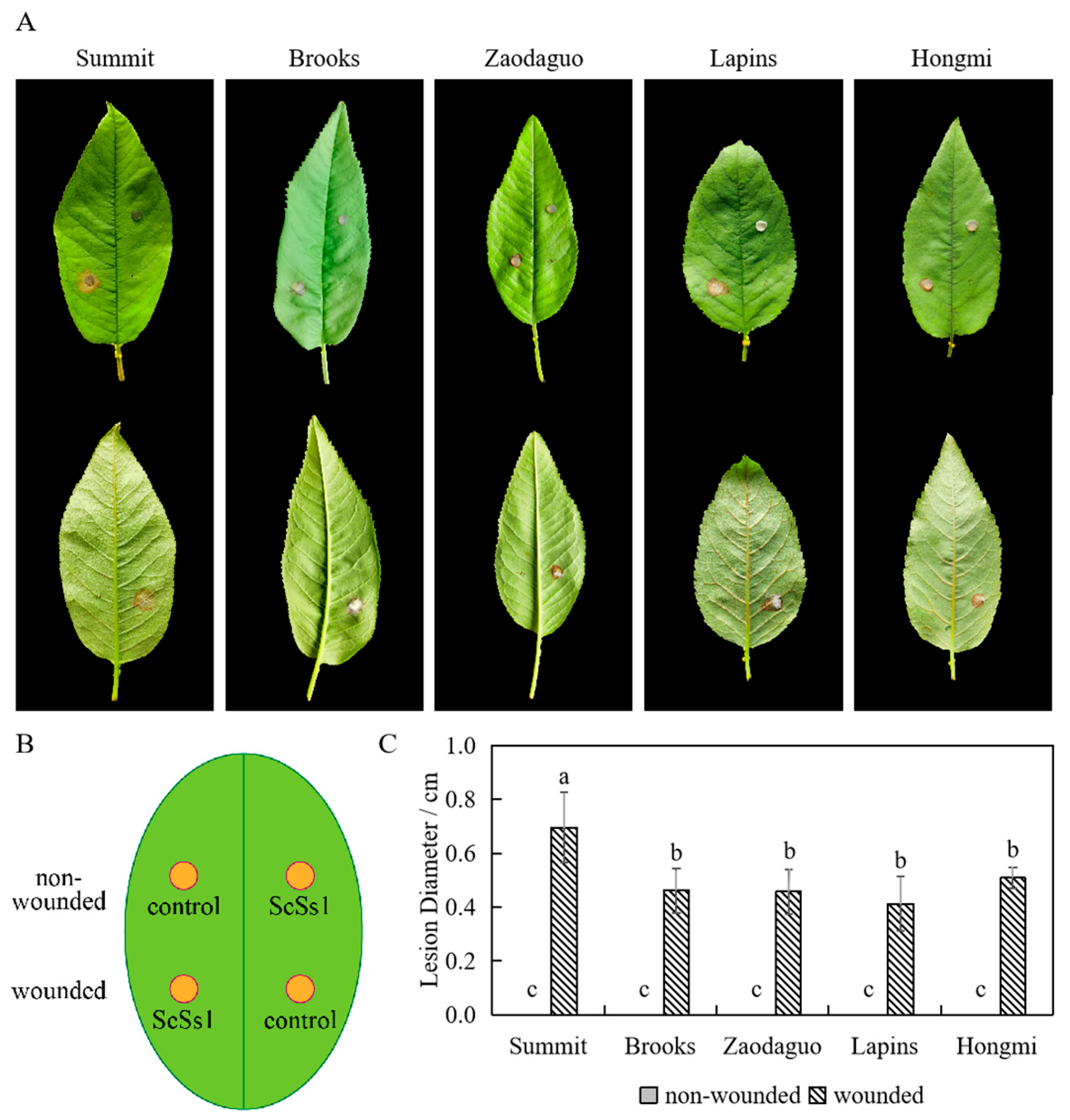 Plants 12 04165 g005 Plants 12 04165 g005