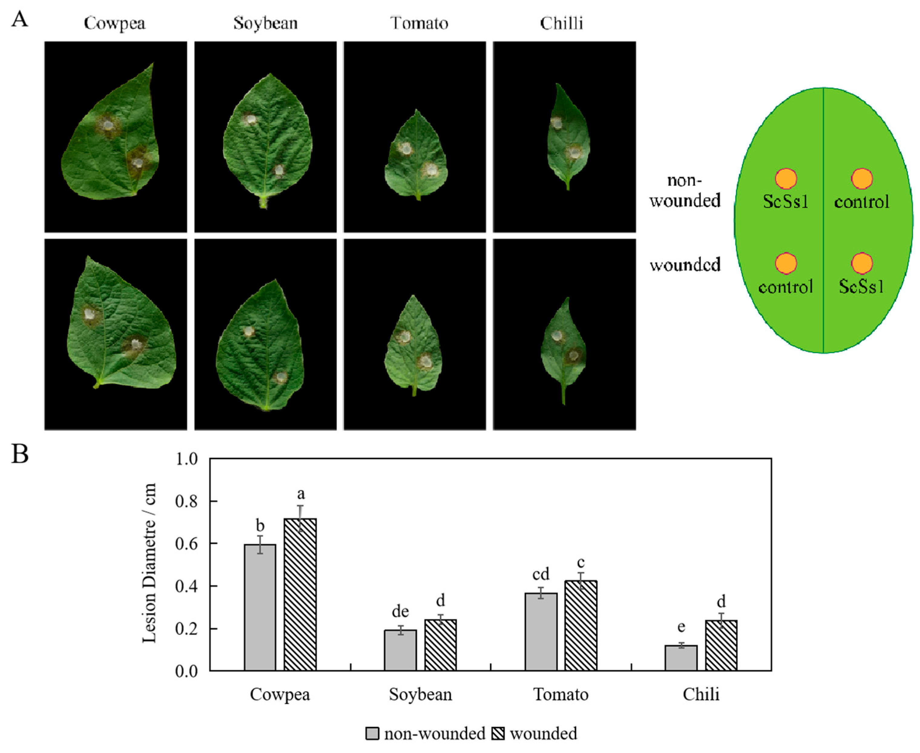 Plants 12 04165 g006 Plants 12 04165 g006