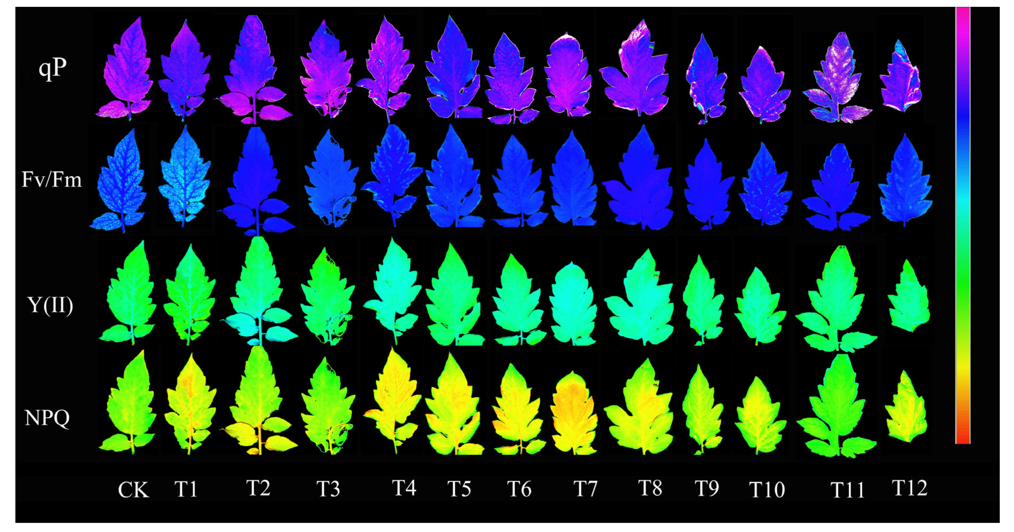 Plants 12 04175 g004 Plants 12 04175 g004