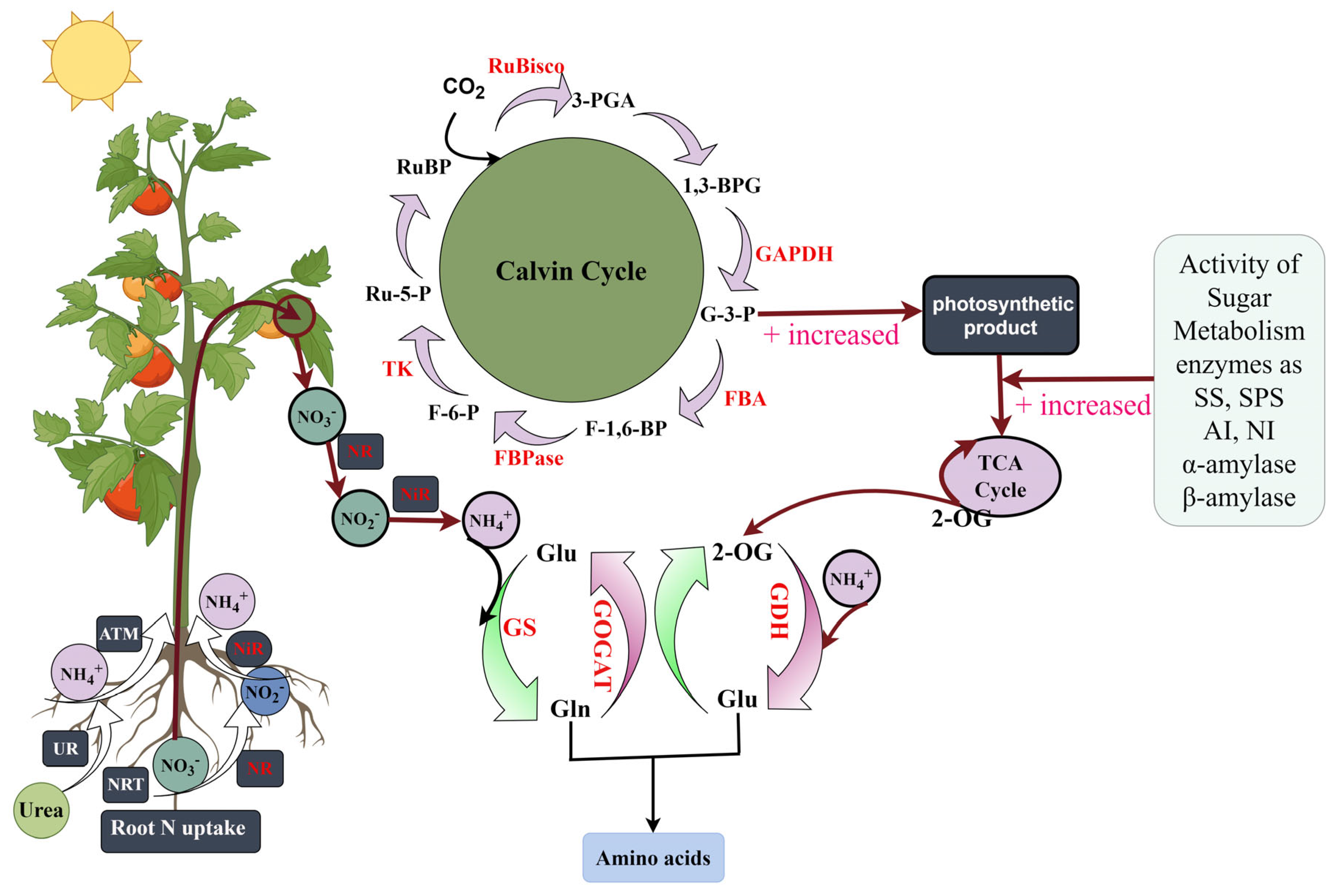 Plants 12 04175 g014 Plants 12 04175 g014