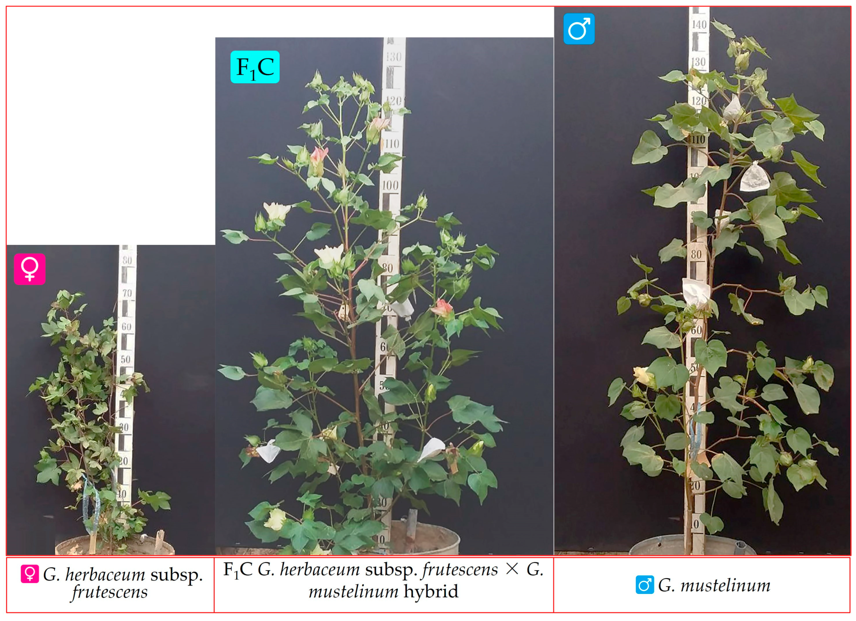 Plants 12 04184 g002