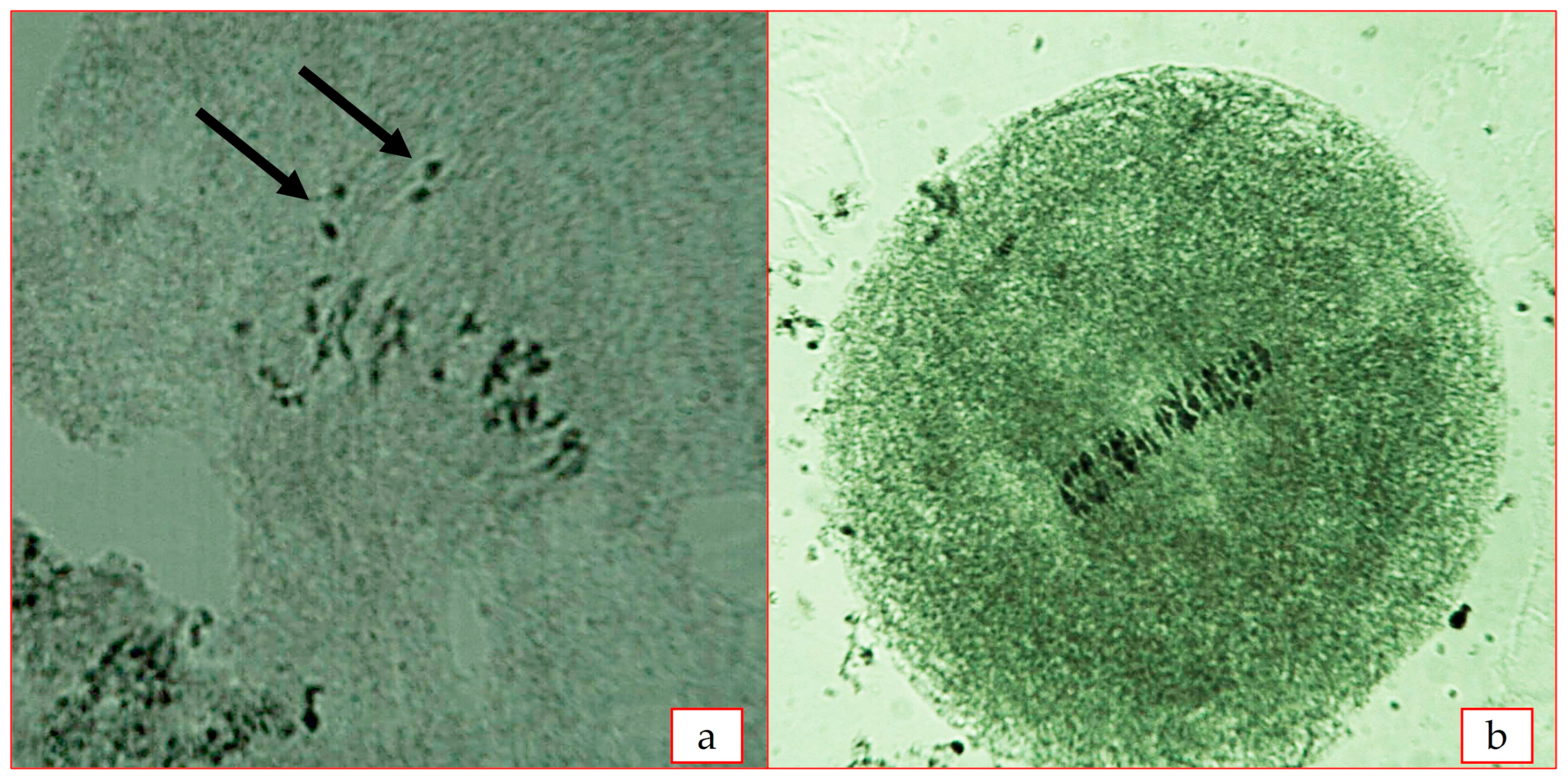 Plants 12 04184 g004