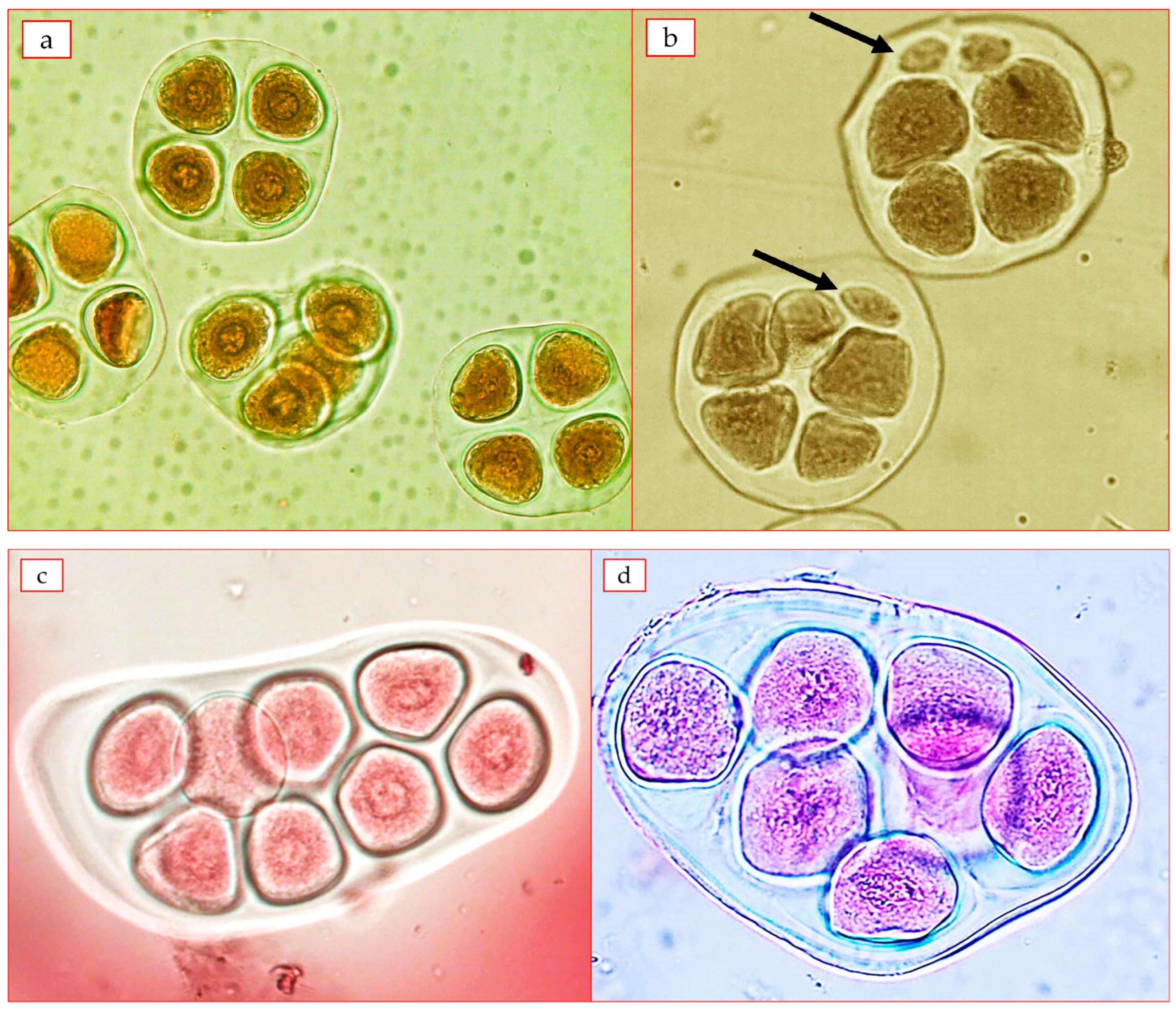 Plants 12 04184 g005