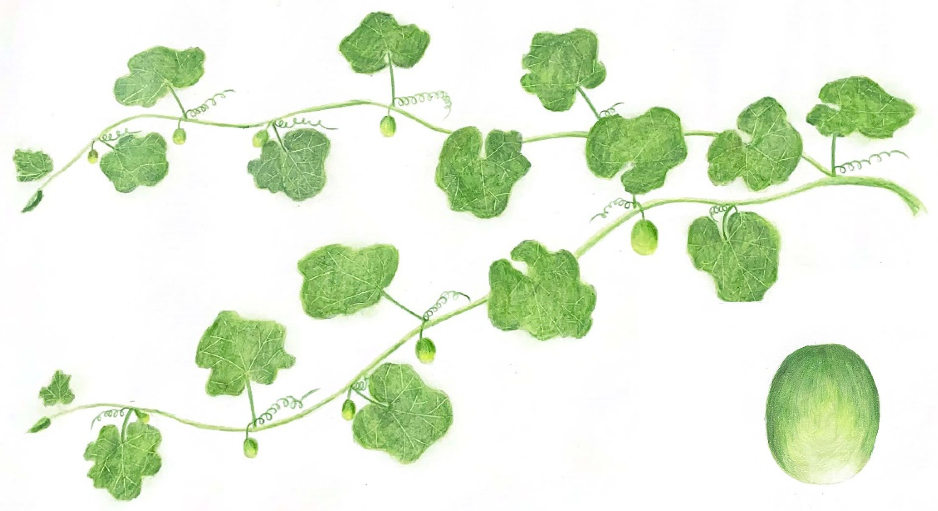 Plants 12 04186 g001