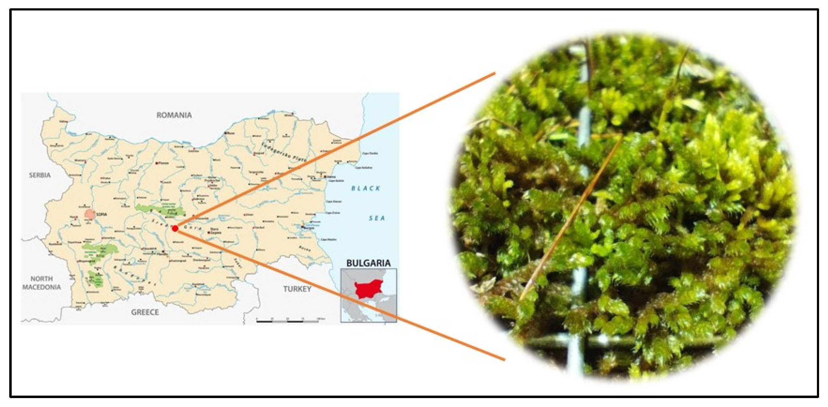 Plants 12 04190 g002