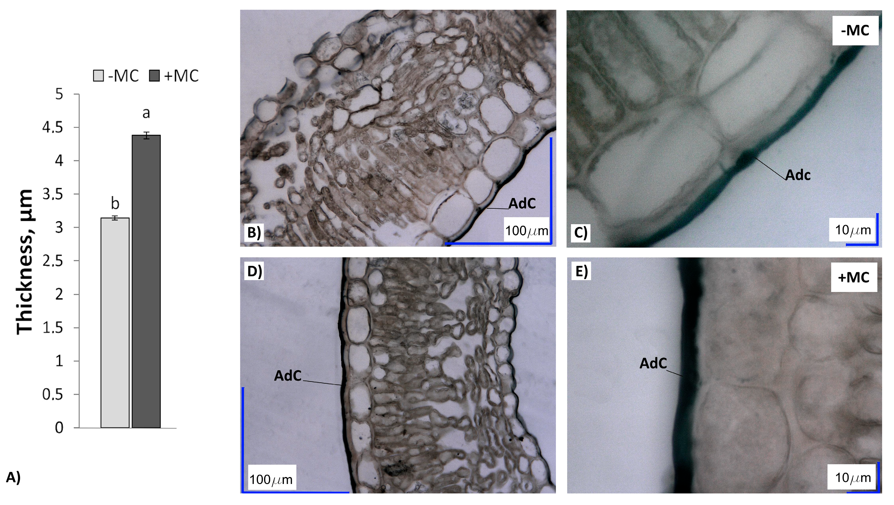 Plants 12 04193 g004