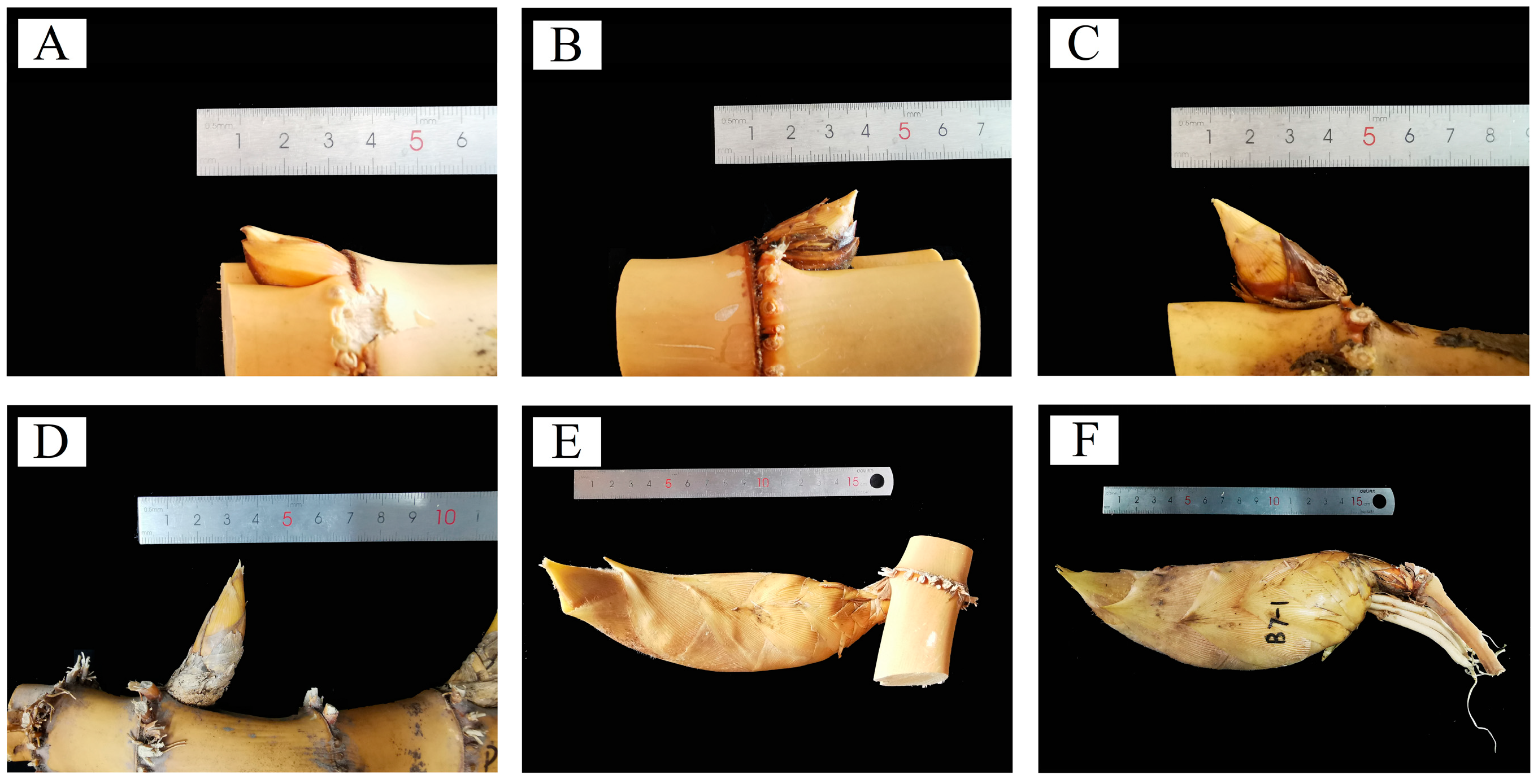 Plants 13 00002 g001