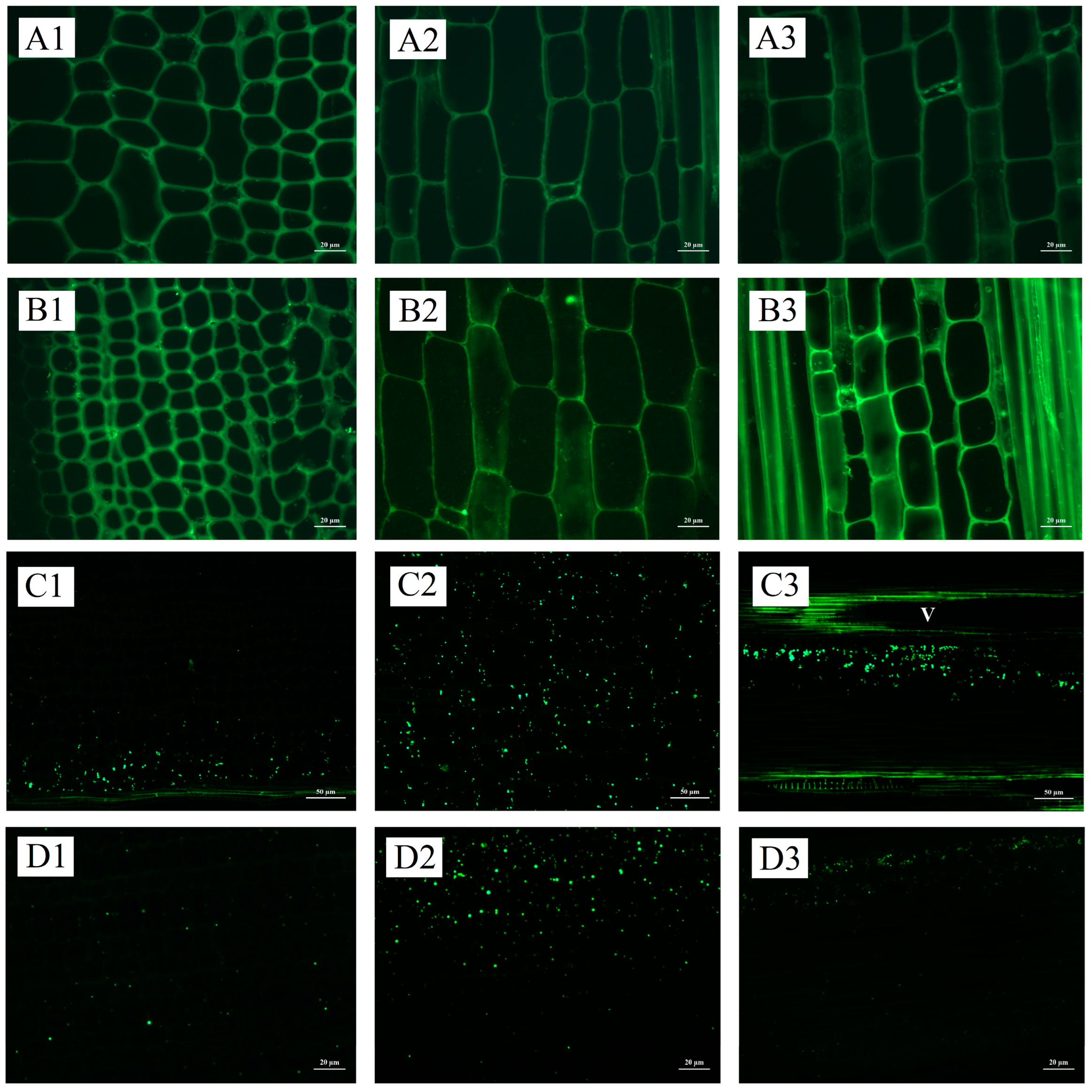 Plants 13 00002 g005