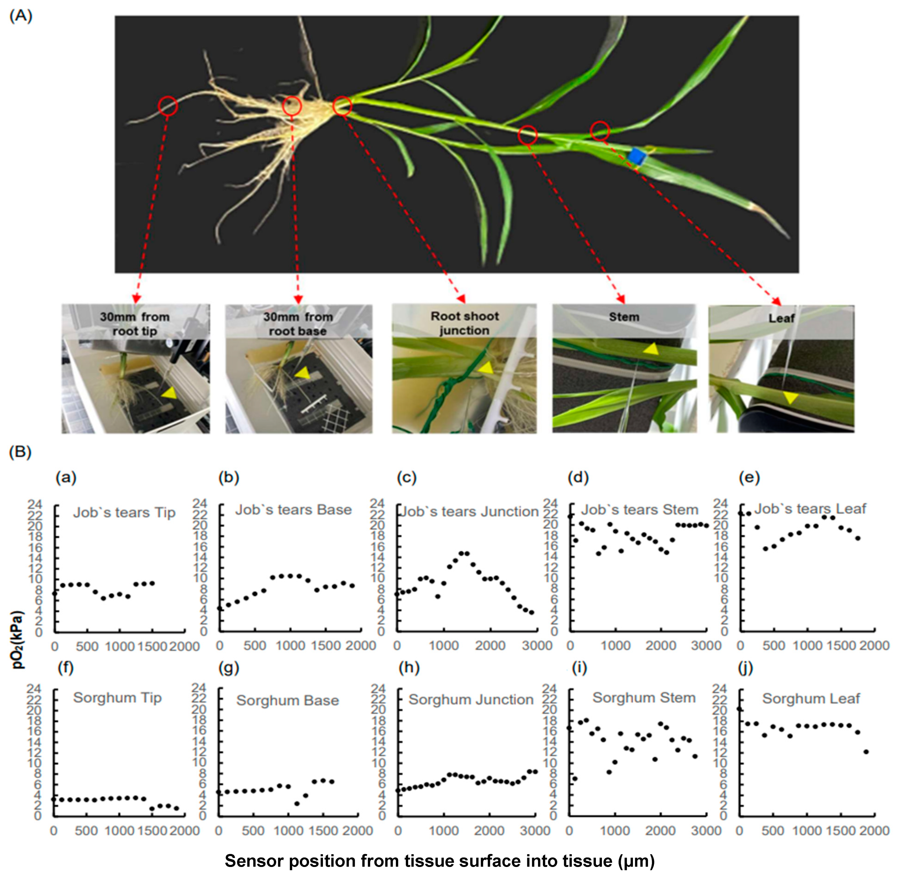 Plants 13 00003 g001 Plants 13 00003 g001