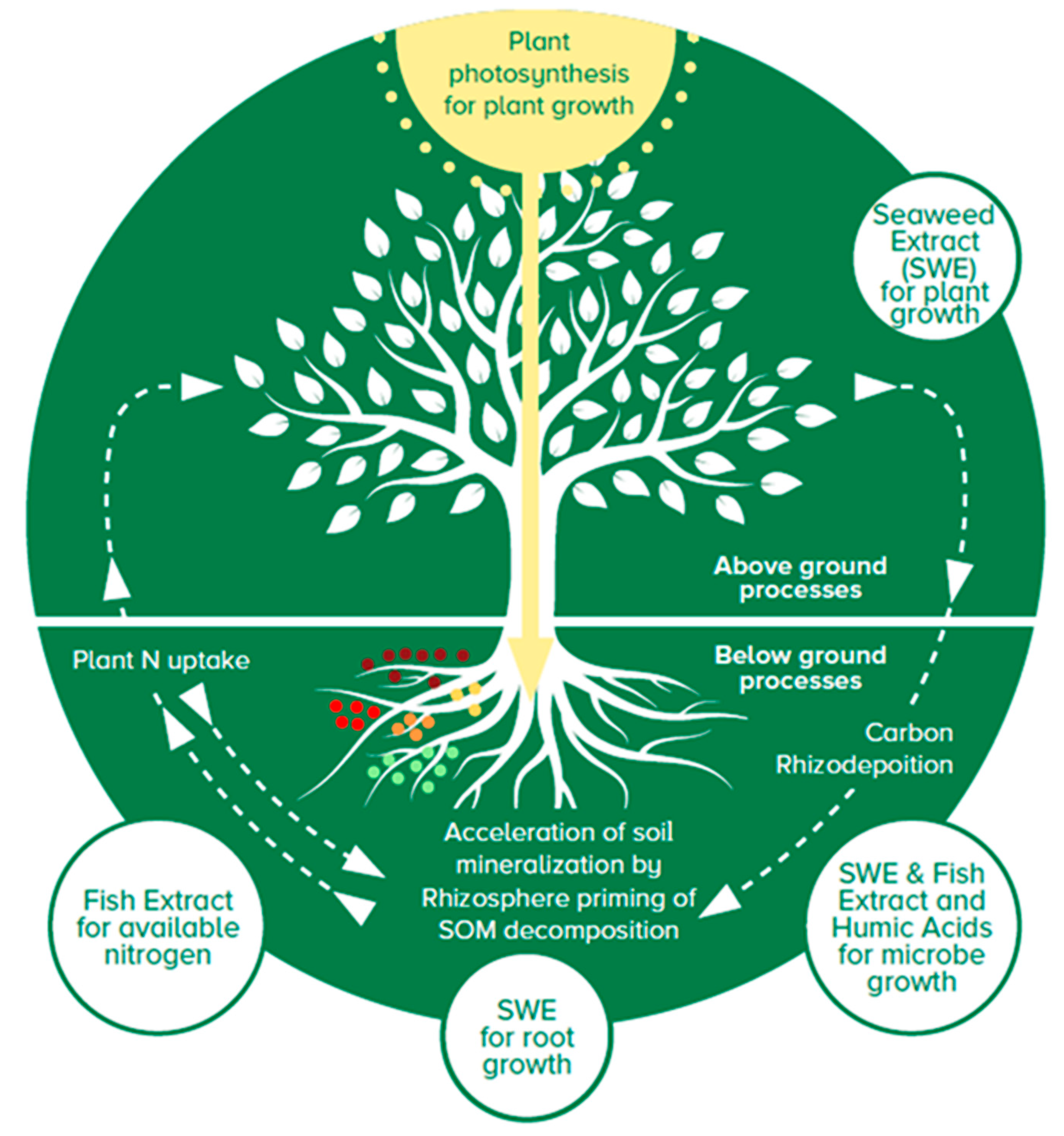 Plants 13 00004 g005