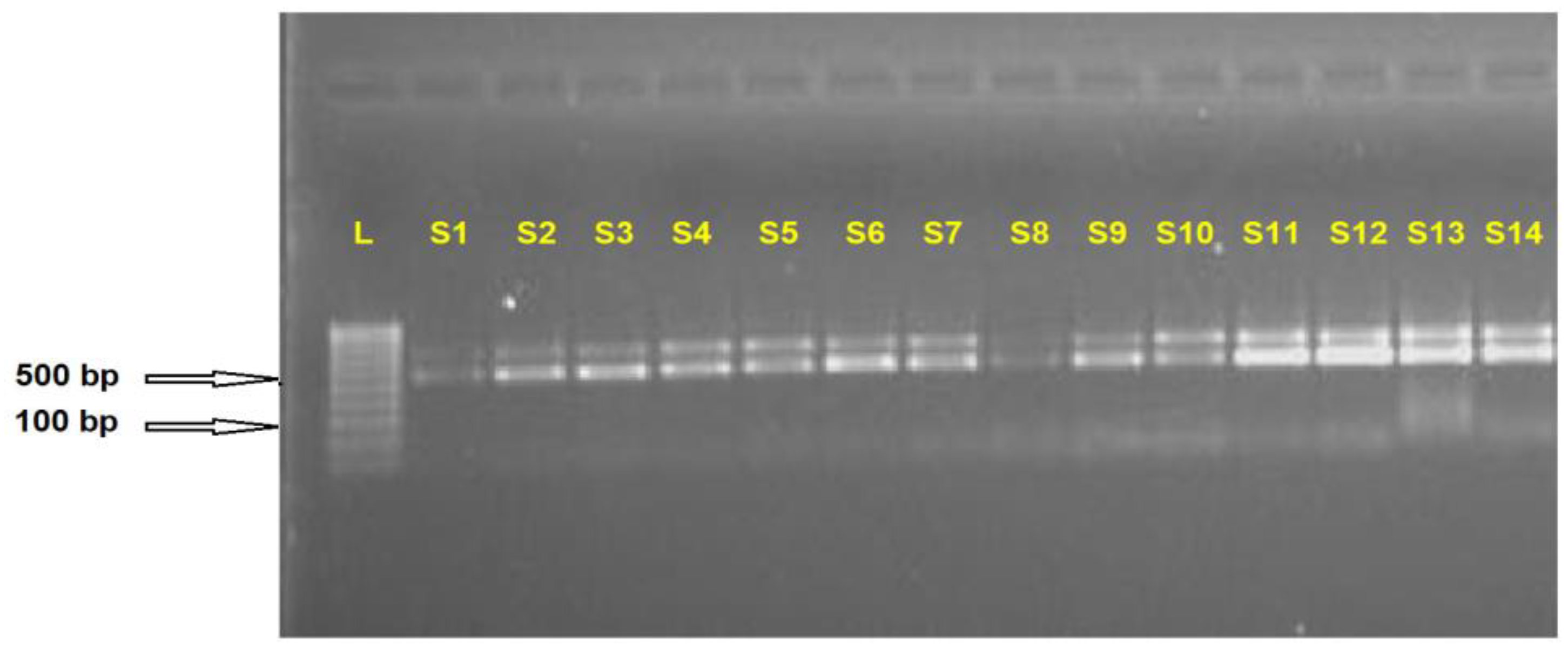 Plants 13 00005 g001