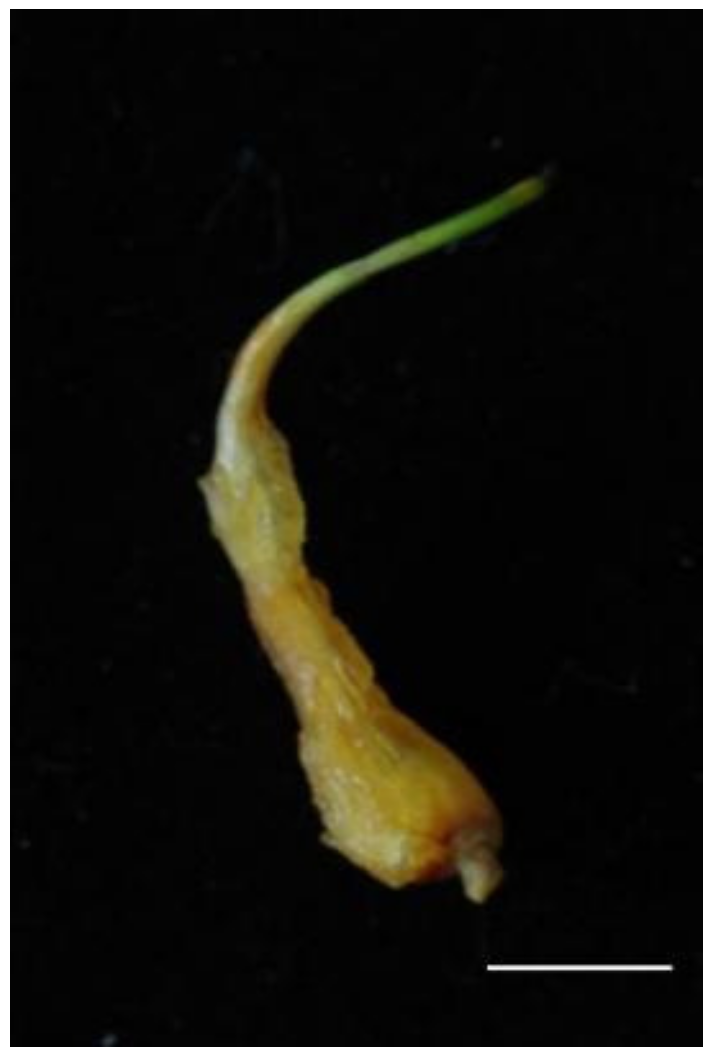 Plants 13 00010 g001