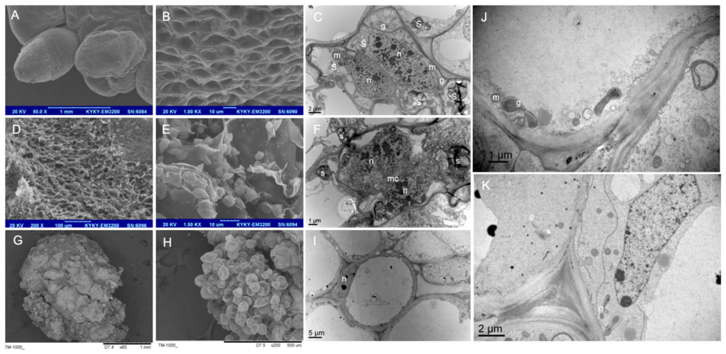 Plants 13 00010 g003