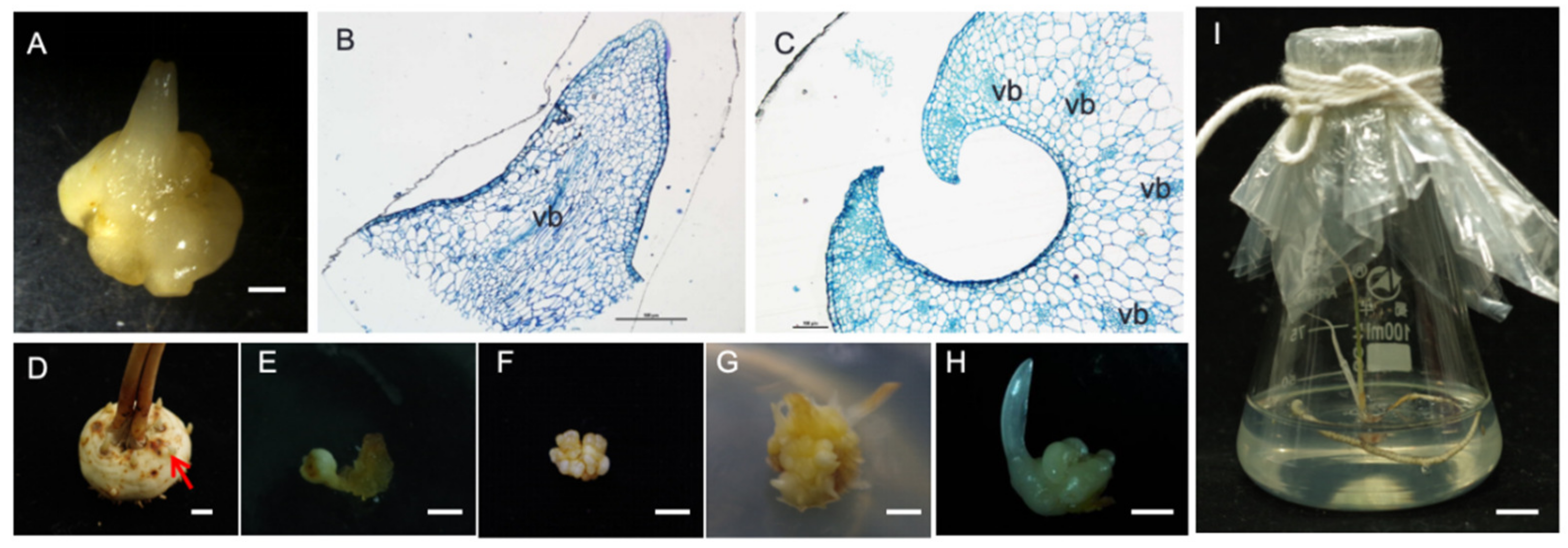 Plants 13 00010 g004