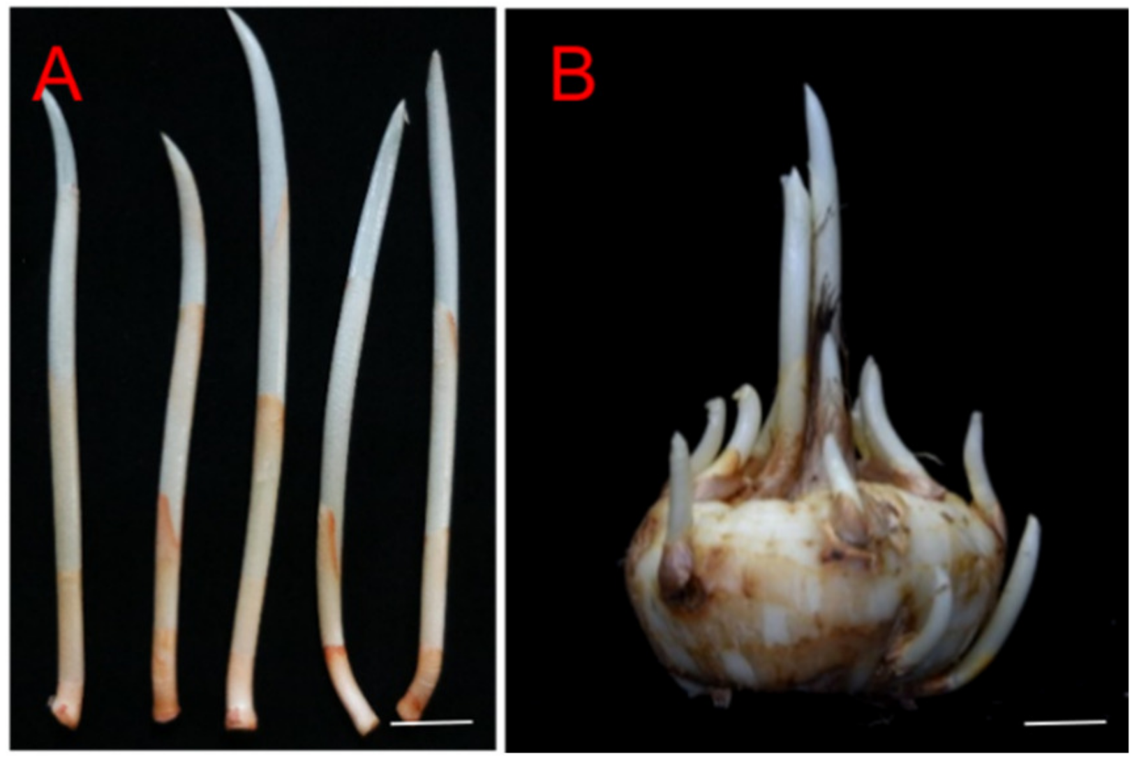 Plants 13 00010 g005