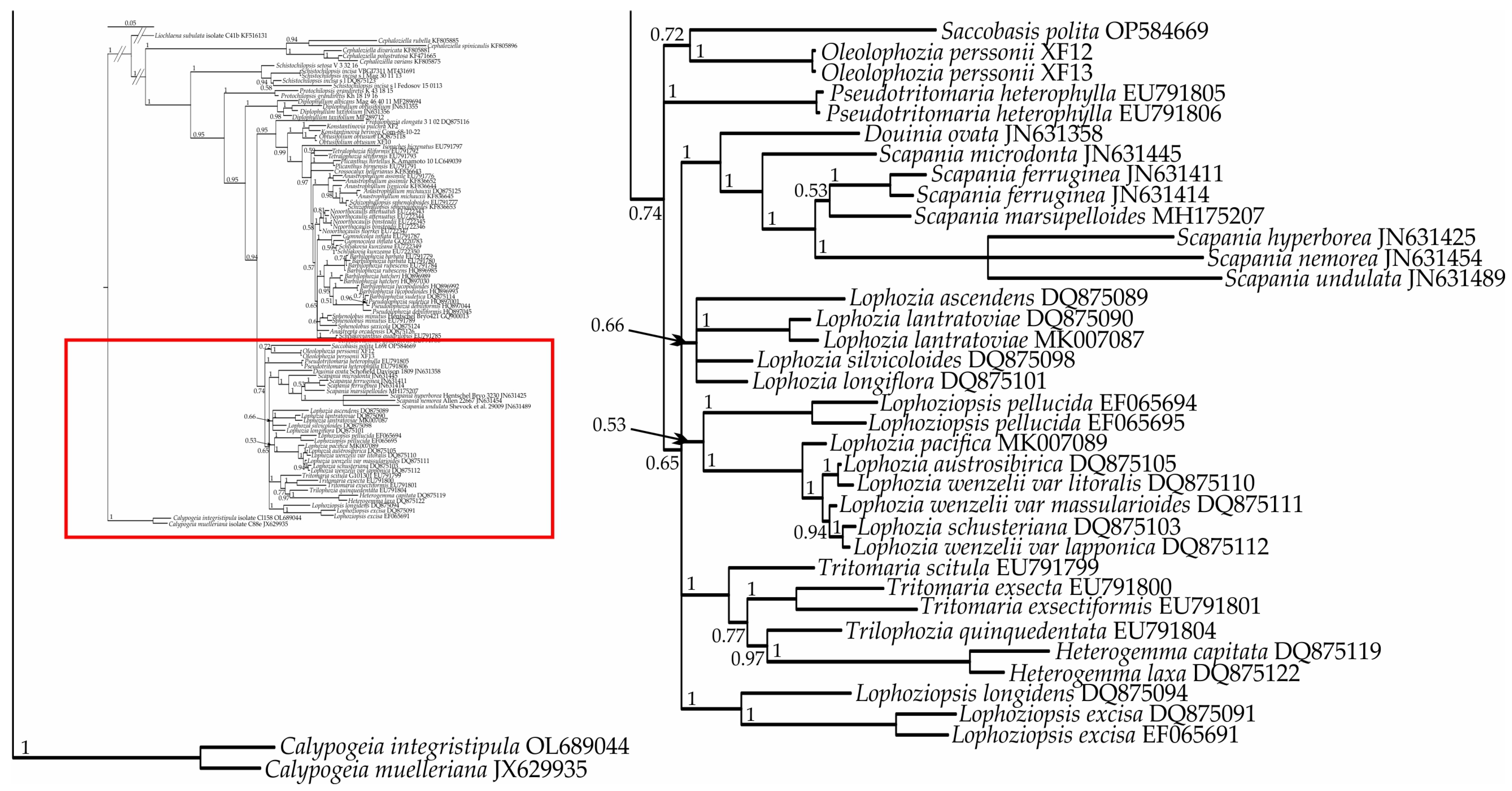 Plants 13 00015 g001b