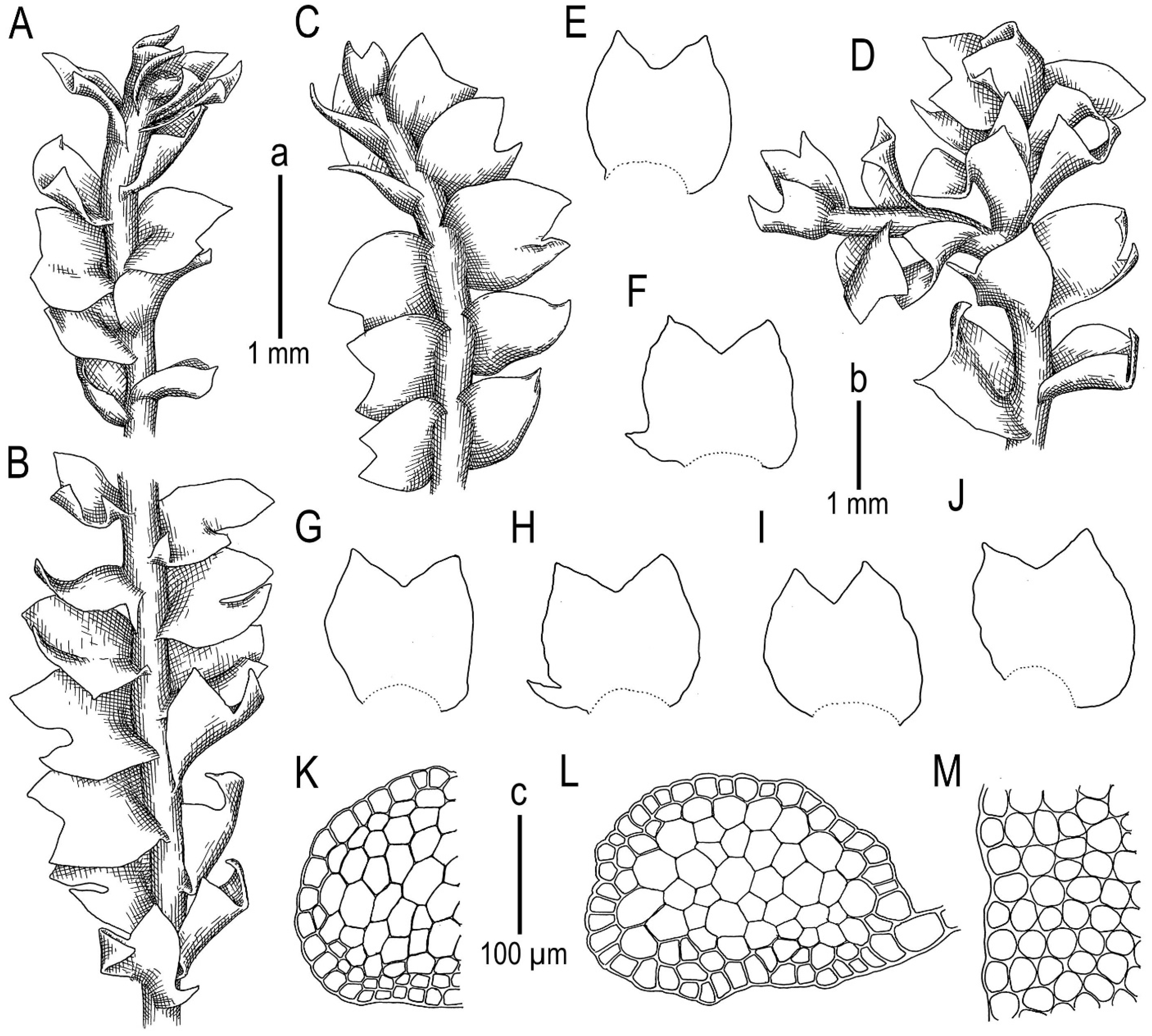 Plants 13 00015 g003