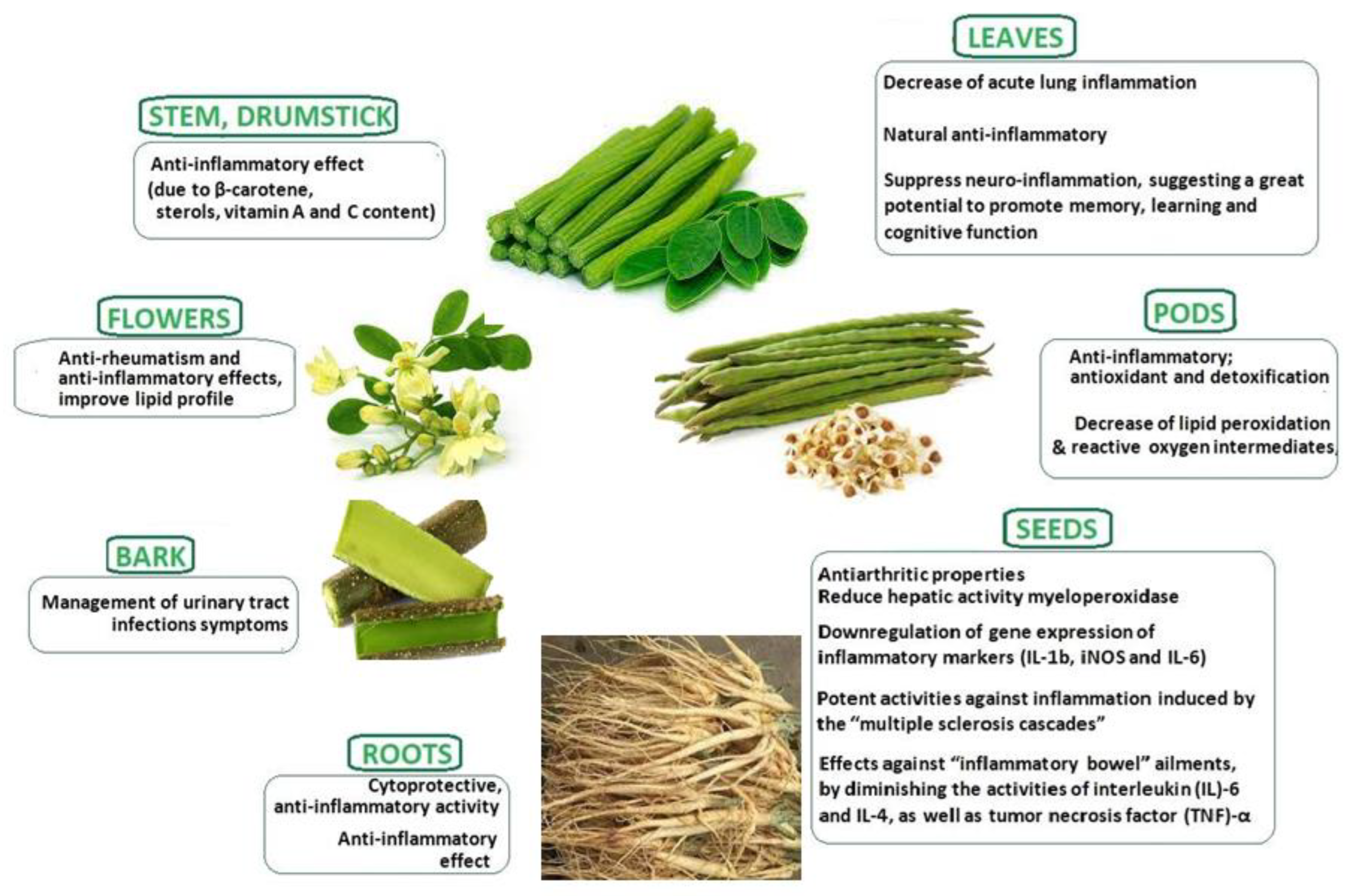 Plants 13 00020 g001