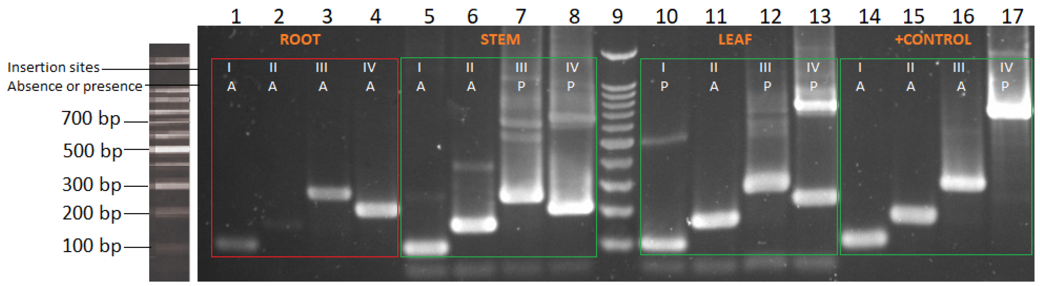Plants 13 00022 g007