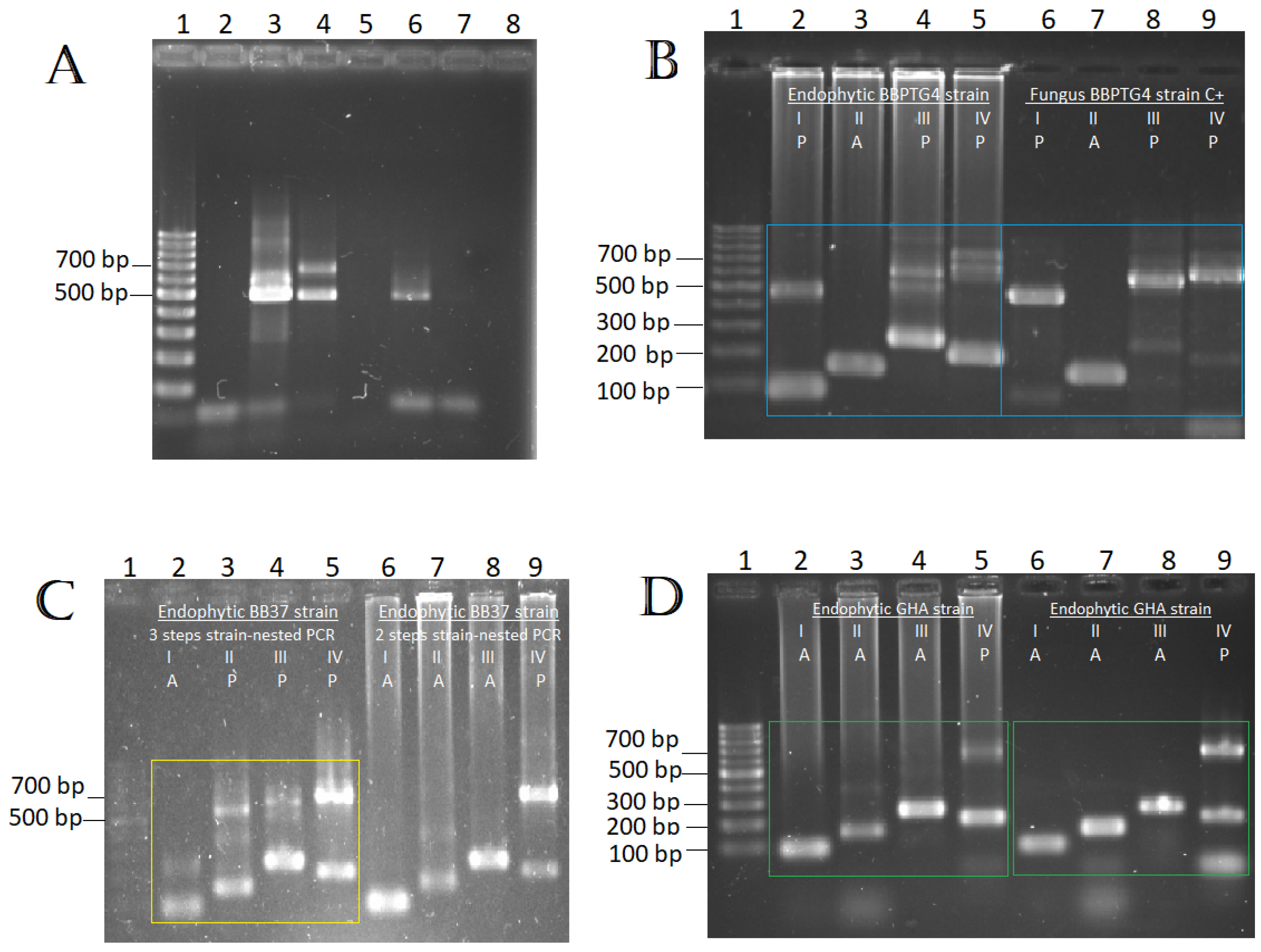Plants 13 00022 g008
