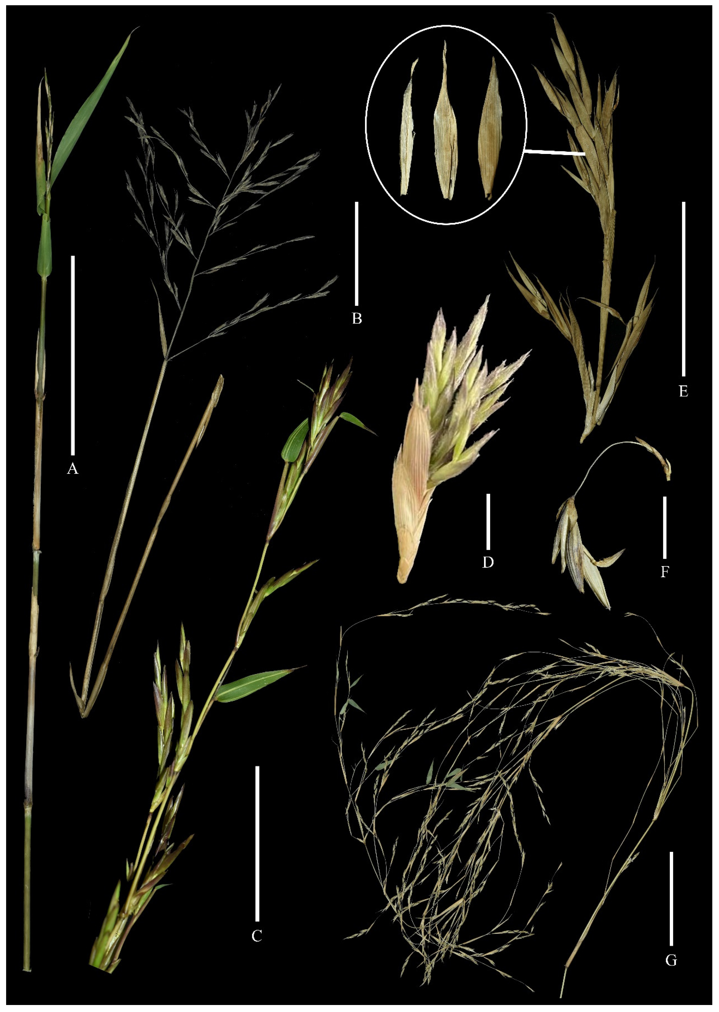 Plants 13 00029 g001 Plants 13 00029 g001