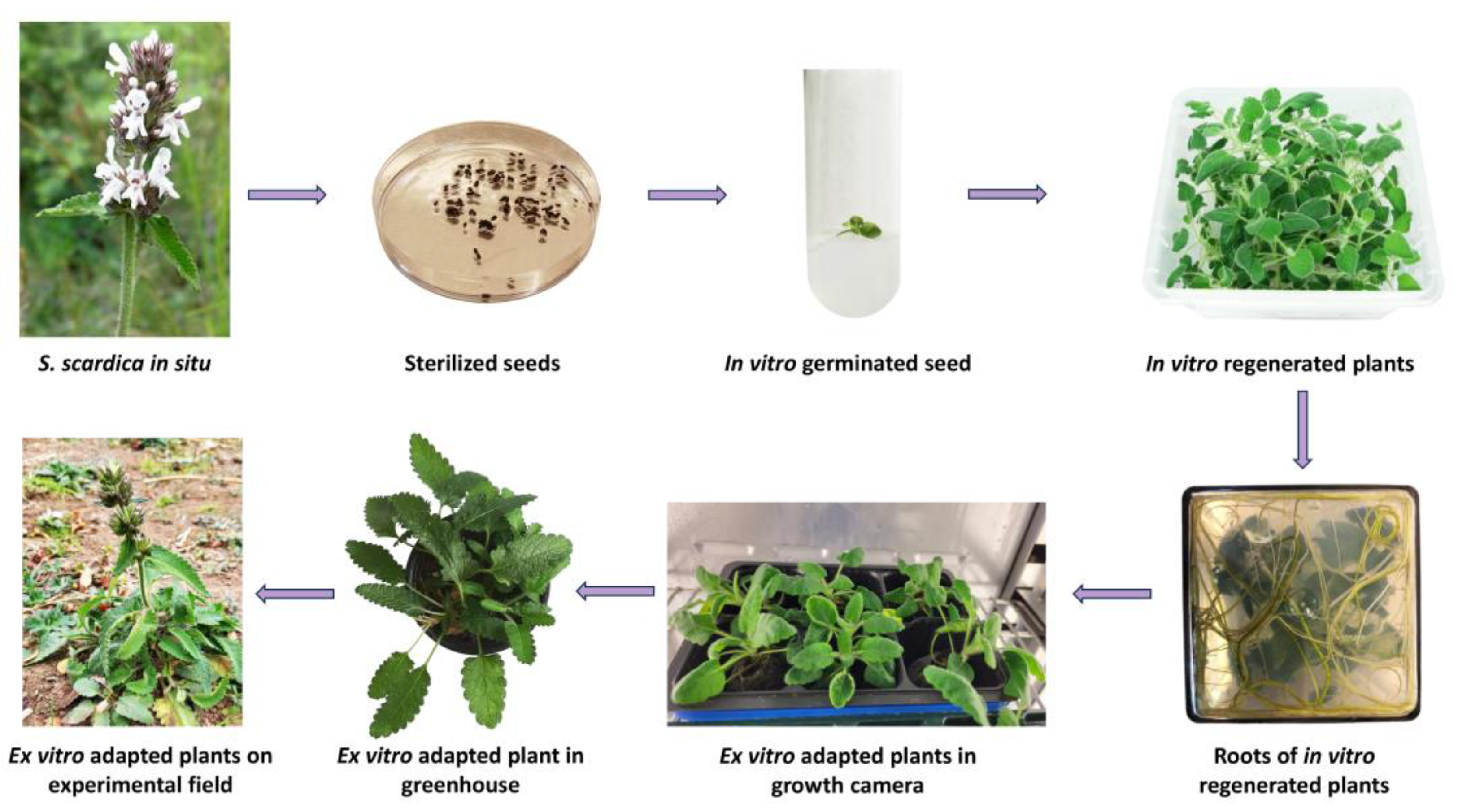 Plants 13 00030 g001