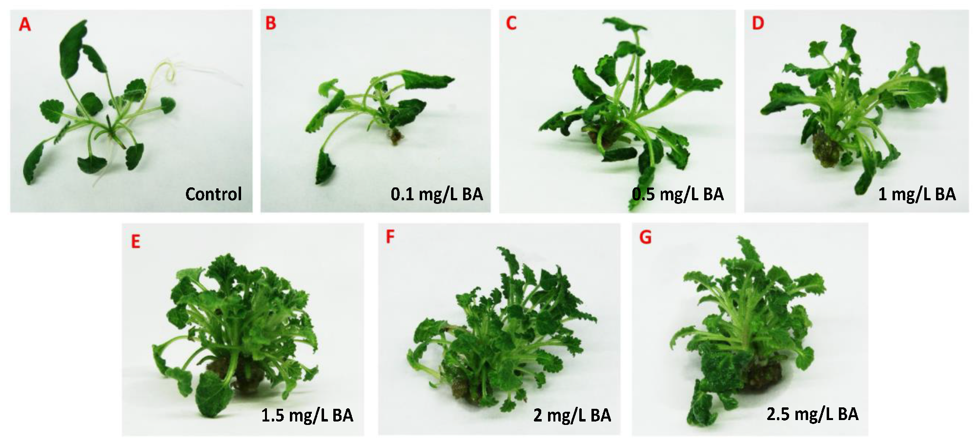 Plants 13 00030 g002