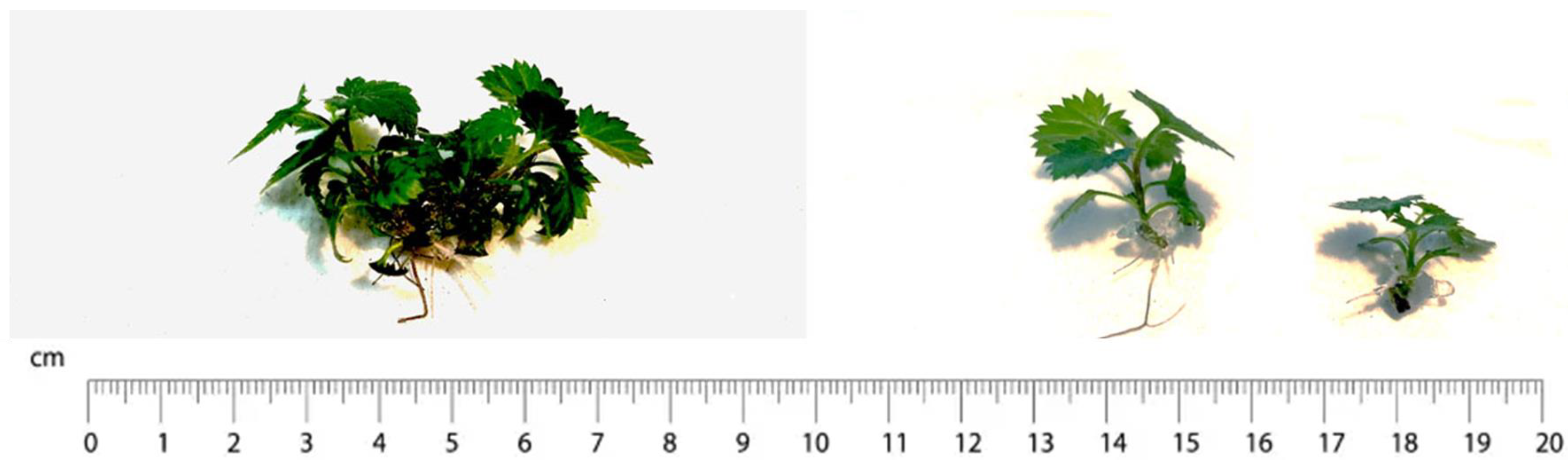 Plants 13 00032 g004