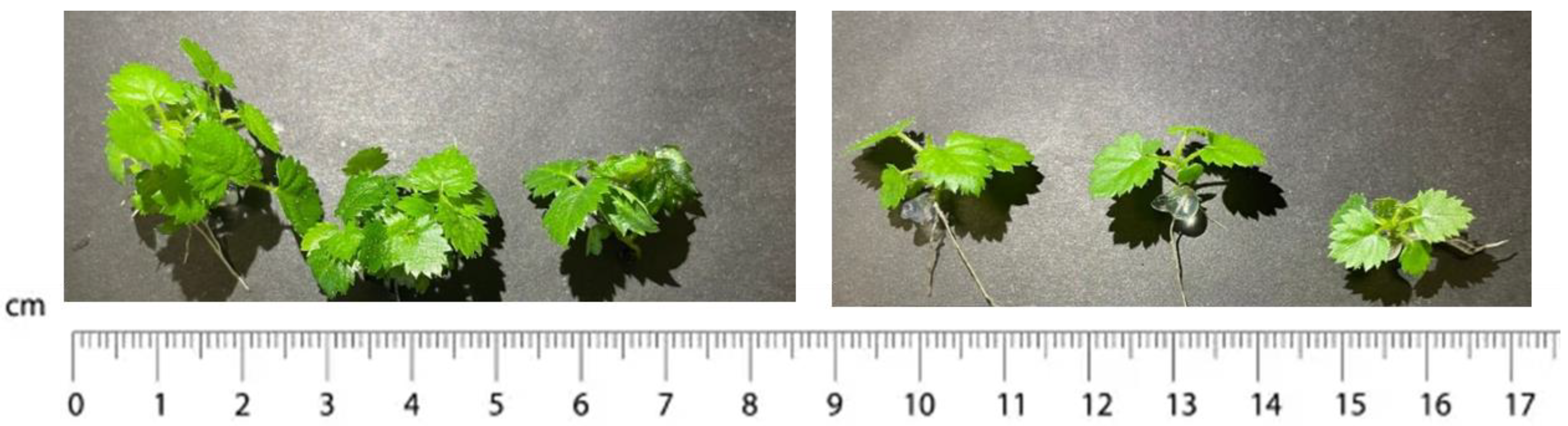 Plants 13 00032 g008