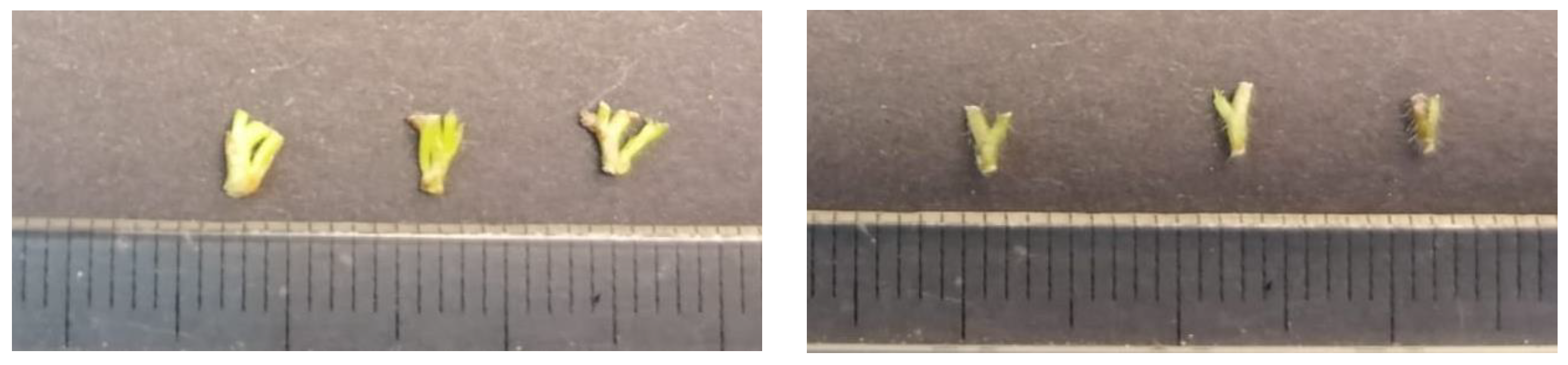 Plants 13 00032 g009