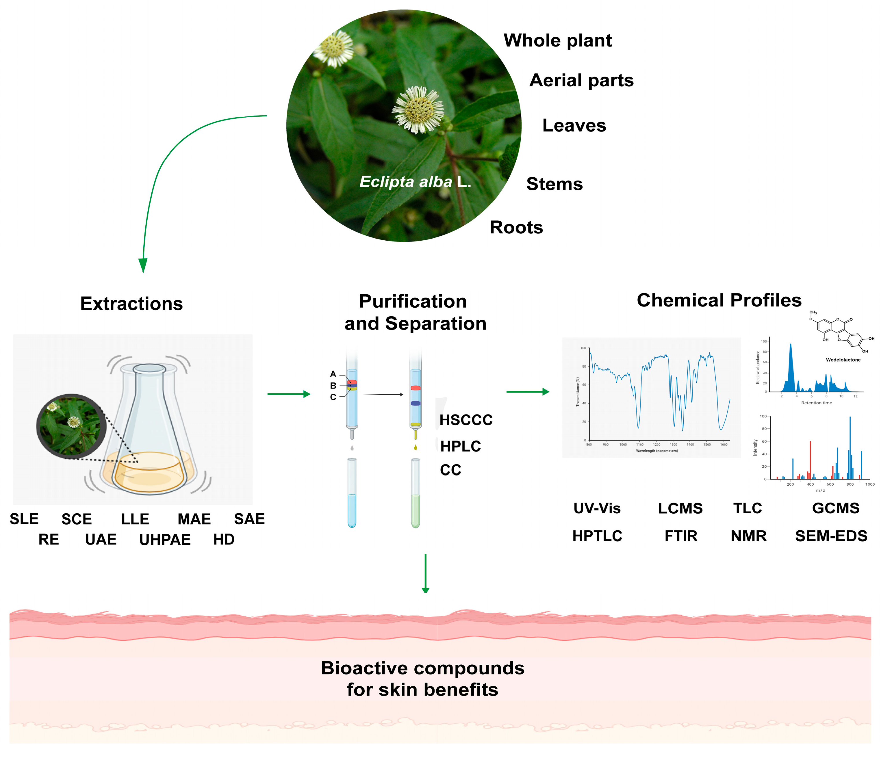 Plants 13 00033 g003