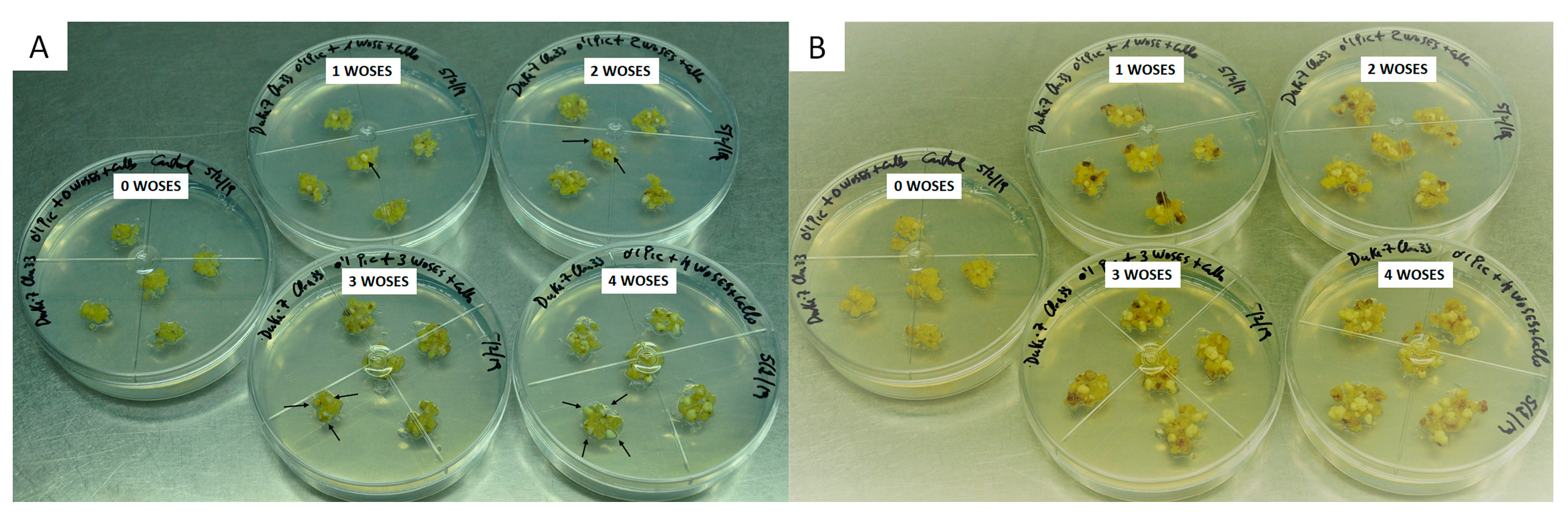 Plants 13 00037 g001