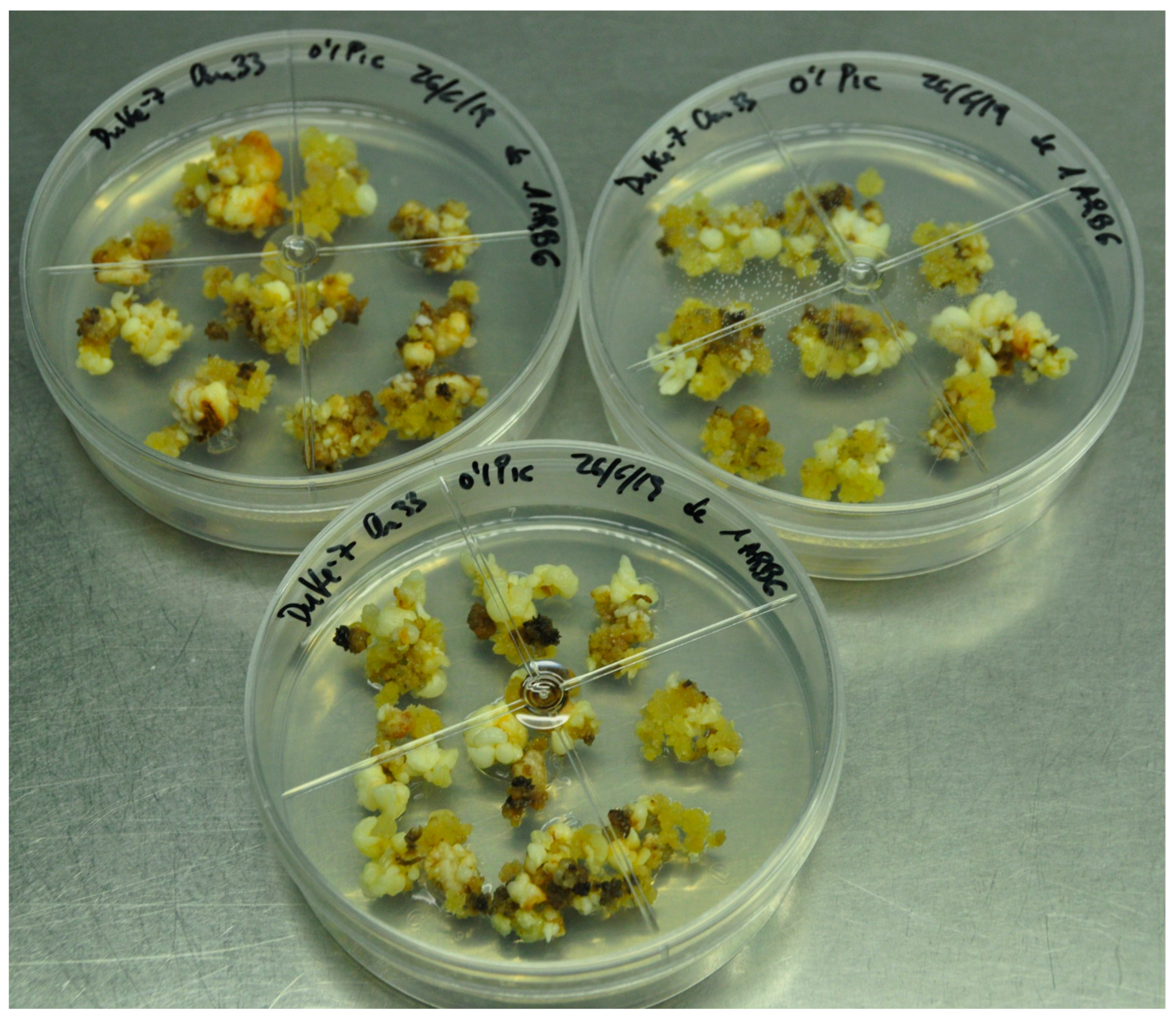 Plants 13 00037 g004