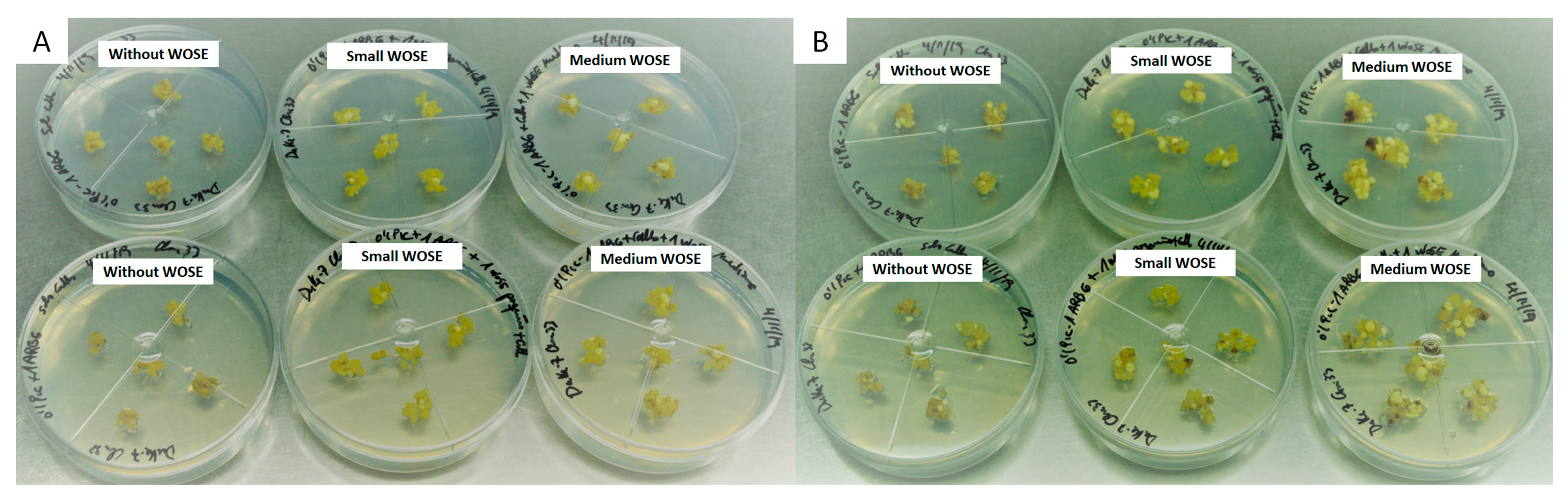 Plants 13 00037 g005