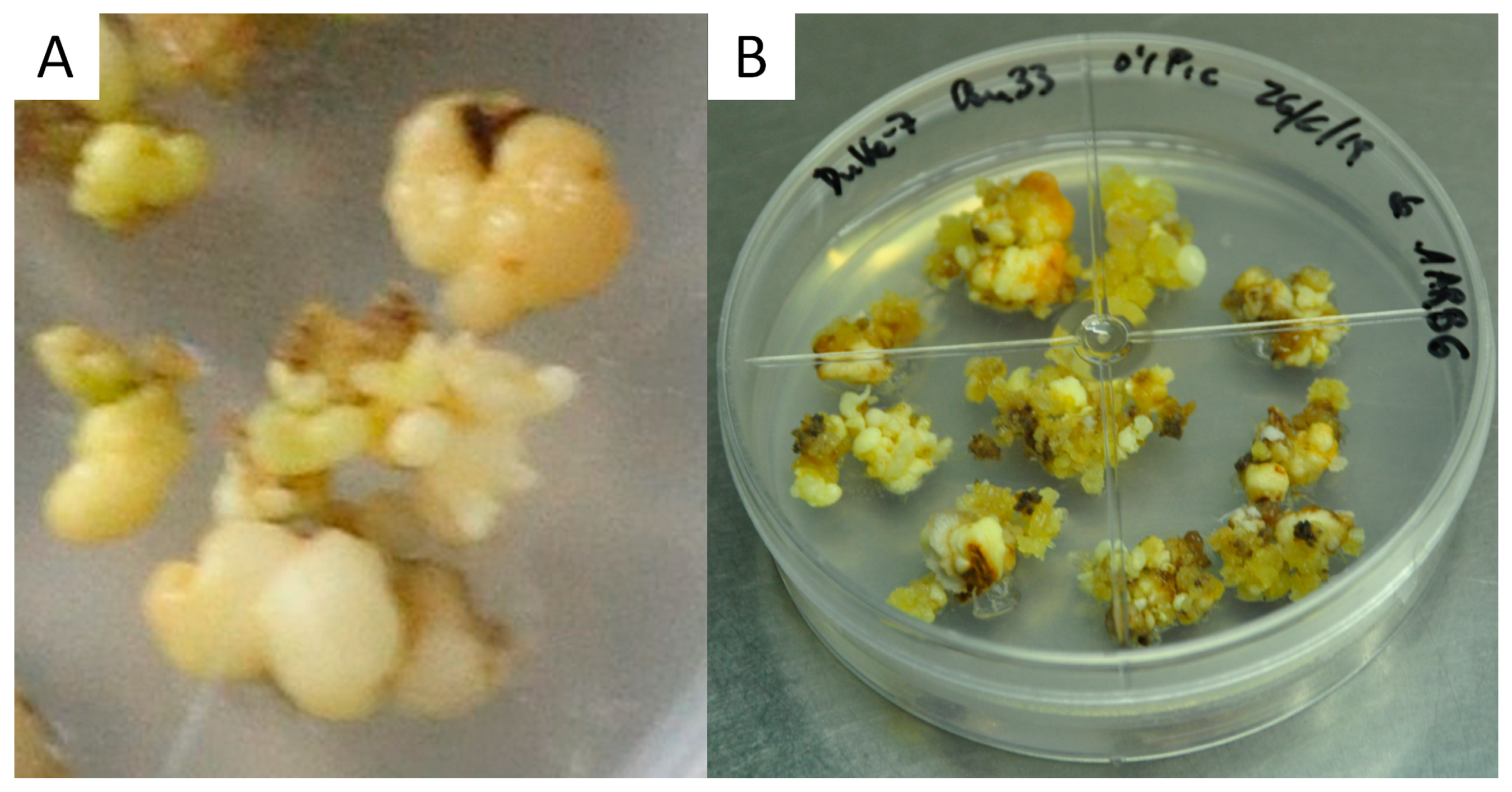 Plants 13 00037 g007