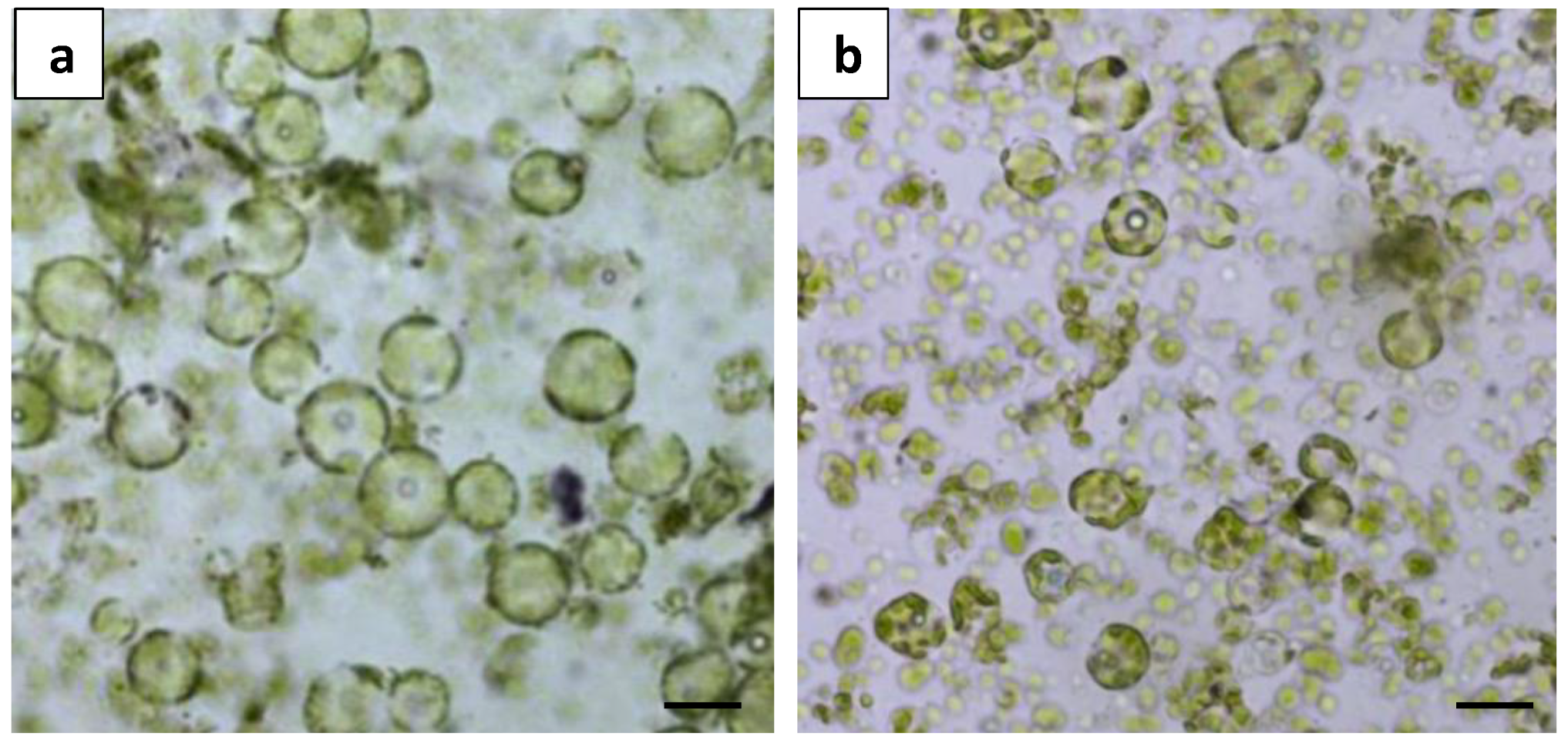 Plants 13 00040 g003