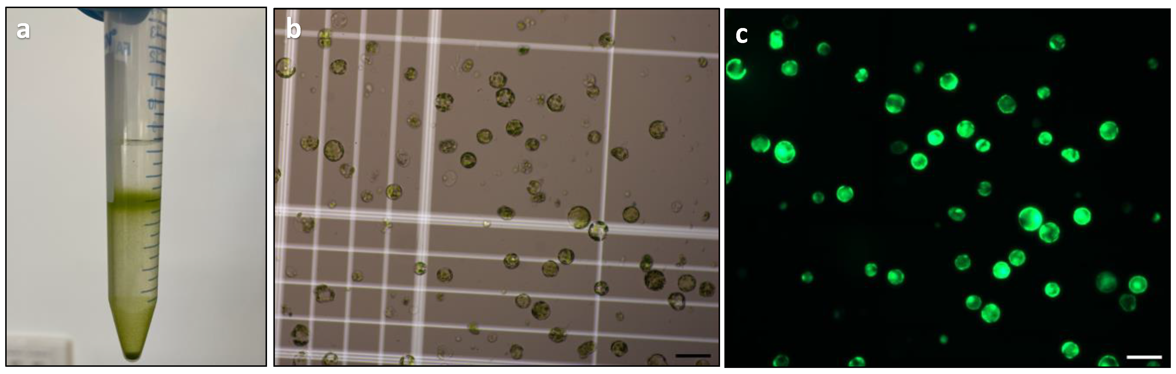 Plants 13 00040 g005