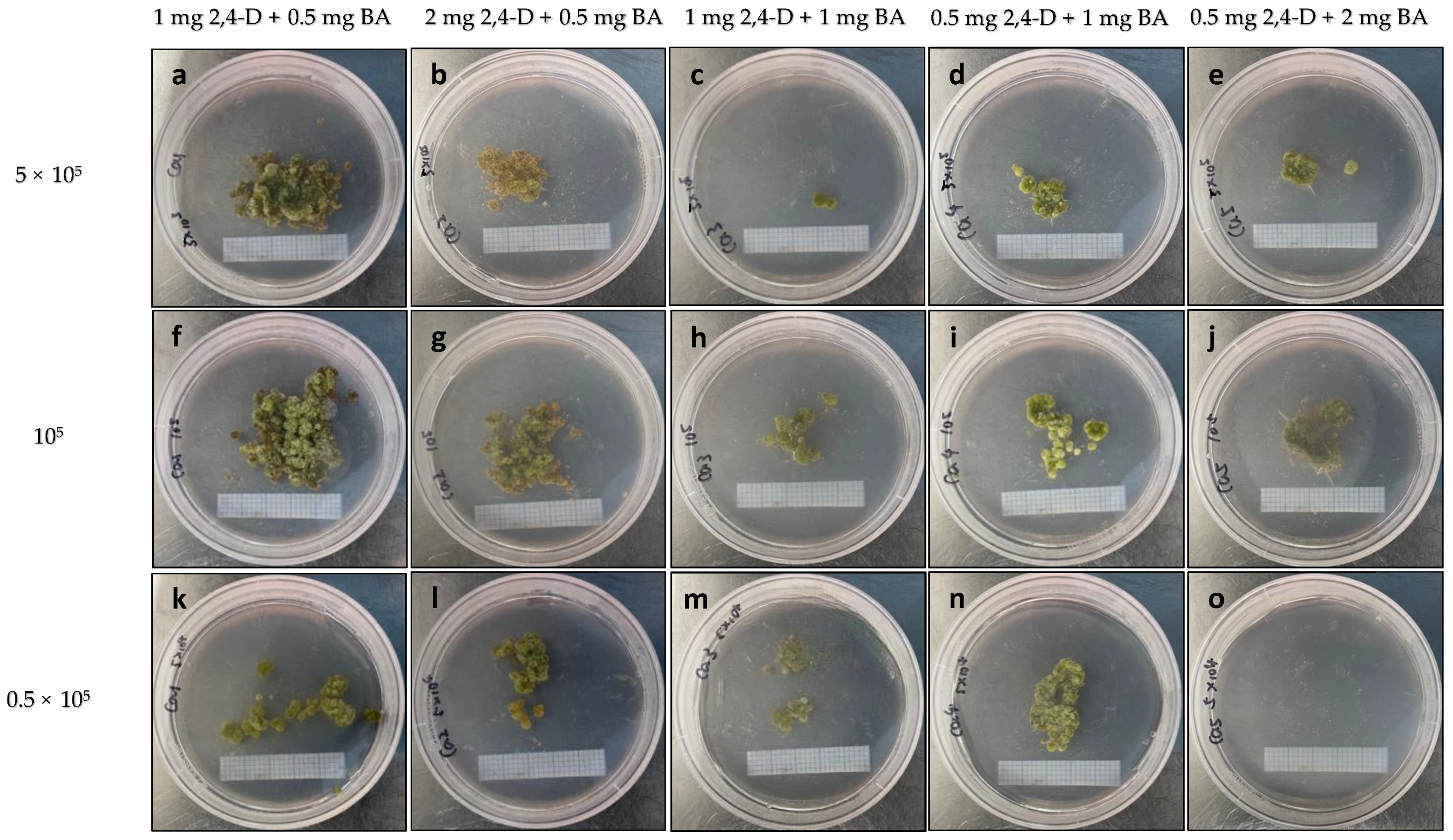 Plants 13 00040 g010